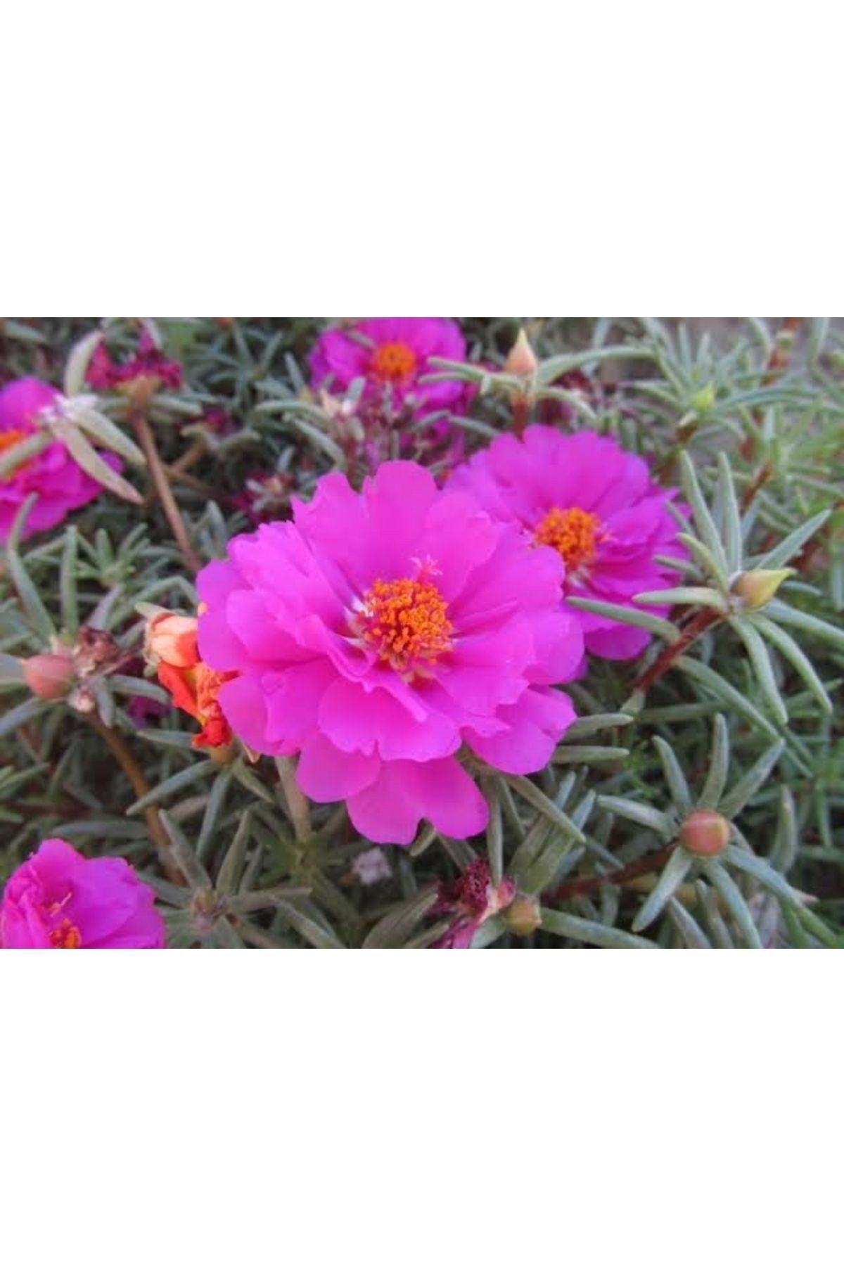 (10 Pieces )silk Floss Seedling -Izmir Floss Seedling (15-35CM) Purple Plant-grave Flower Bud