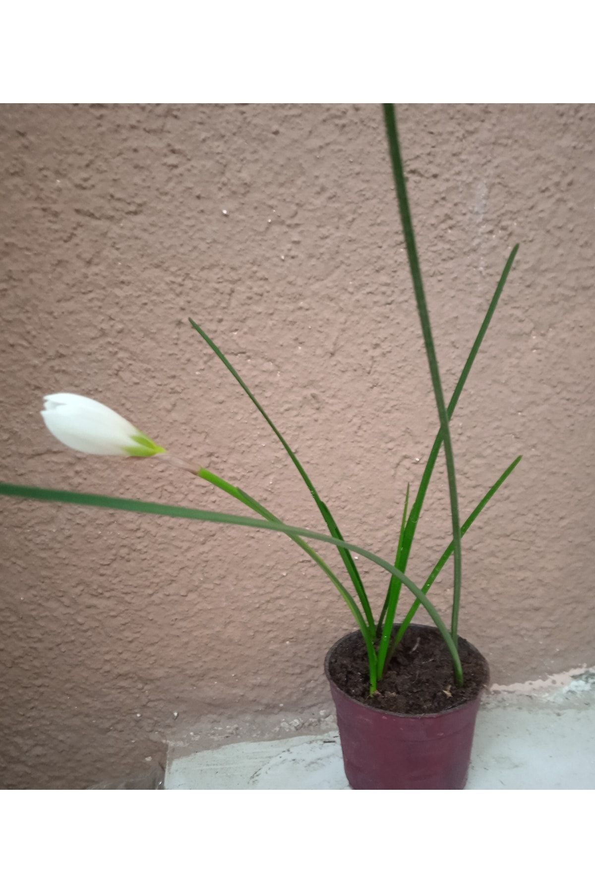 Zıpçıktı Çiçeği Beyaz Zephyranthes - 2
