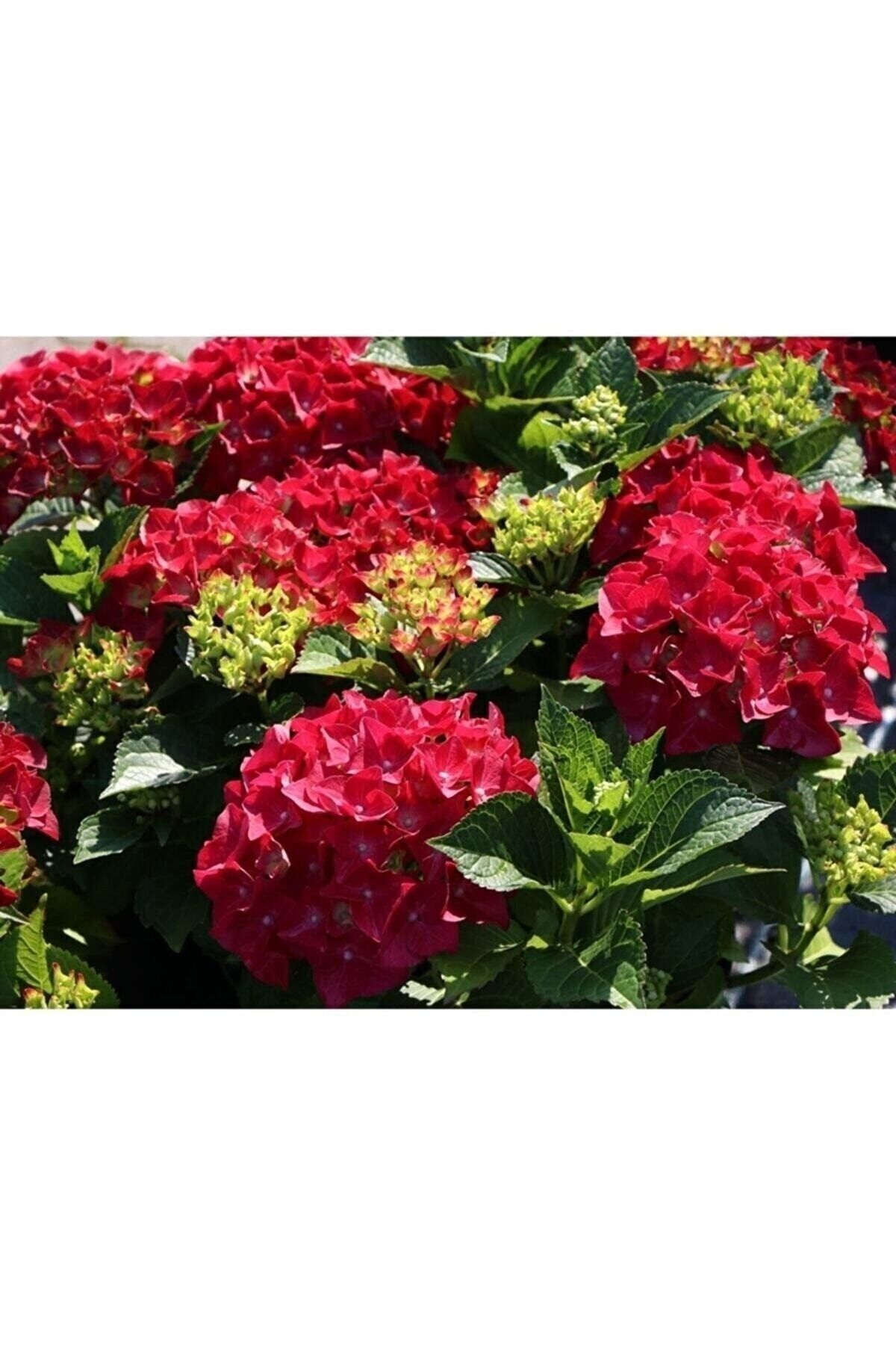 Scuba Red Imported Hydrangea Seedling Pup 25-30 1st quality Pruned