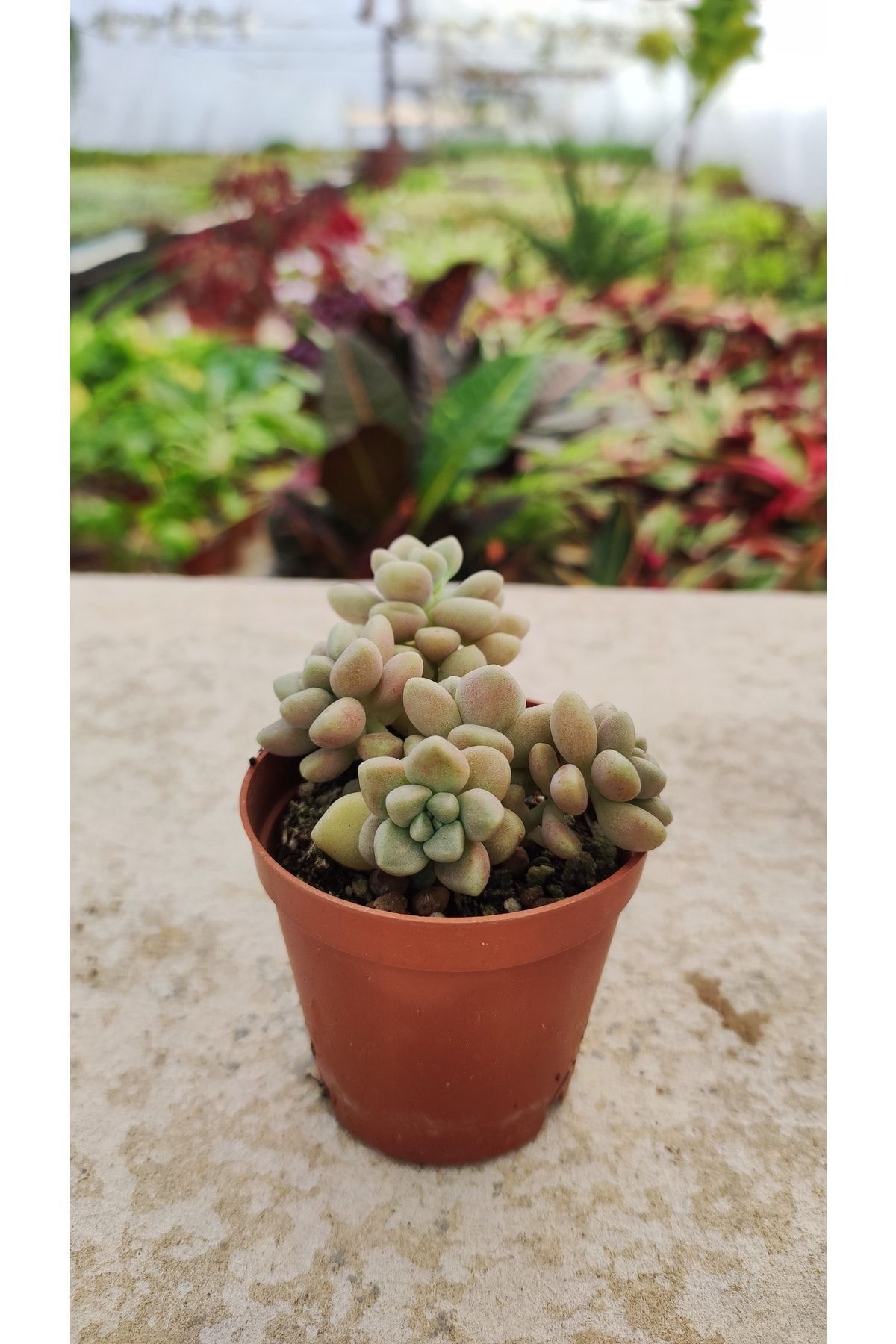 Graptopalum Mendosa (5.5 Cm Saksıda) Dolgun Ve Formlu 2