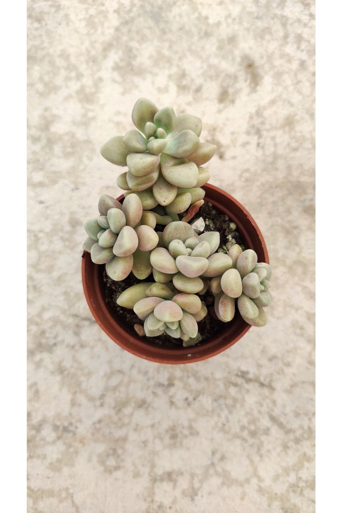 Graptopalum Mendosa (5.5 Cm Saksıda) Dolgun Ve Formlu 3
