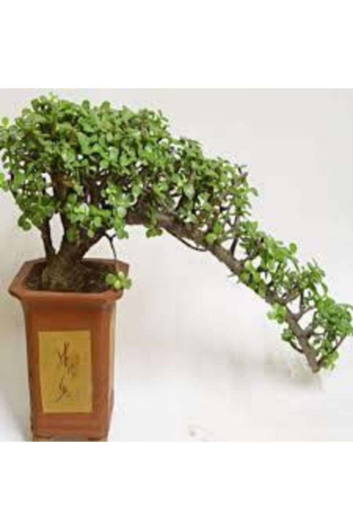 Crassula Portulacaria Afra Bonsai'ye Uygun Yeşim Ağacı Sukulent 3