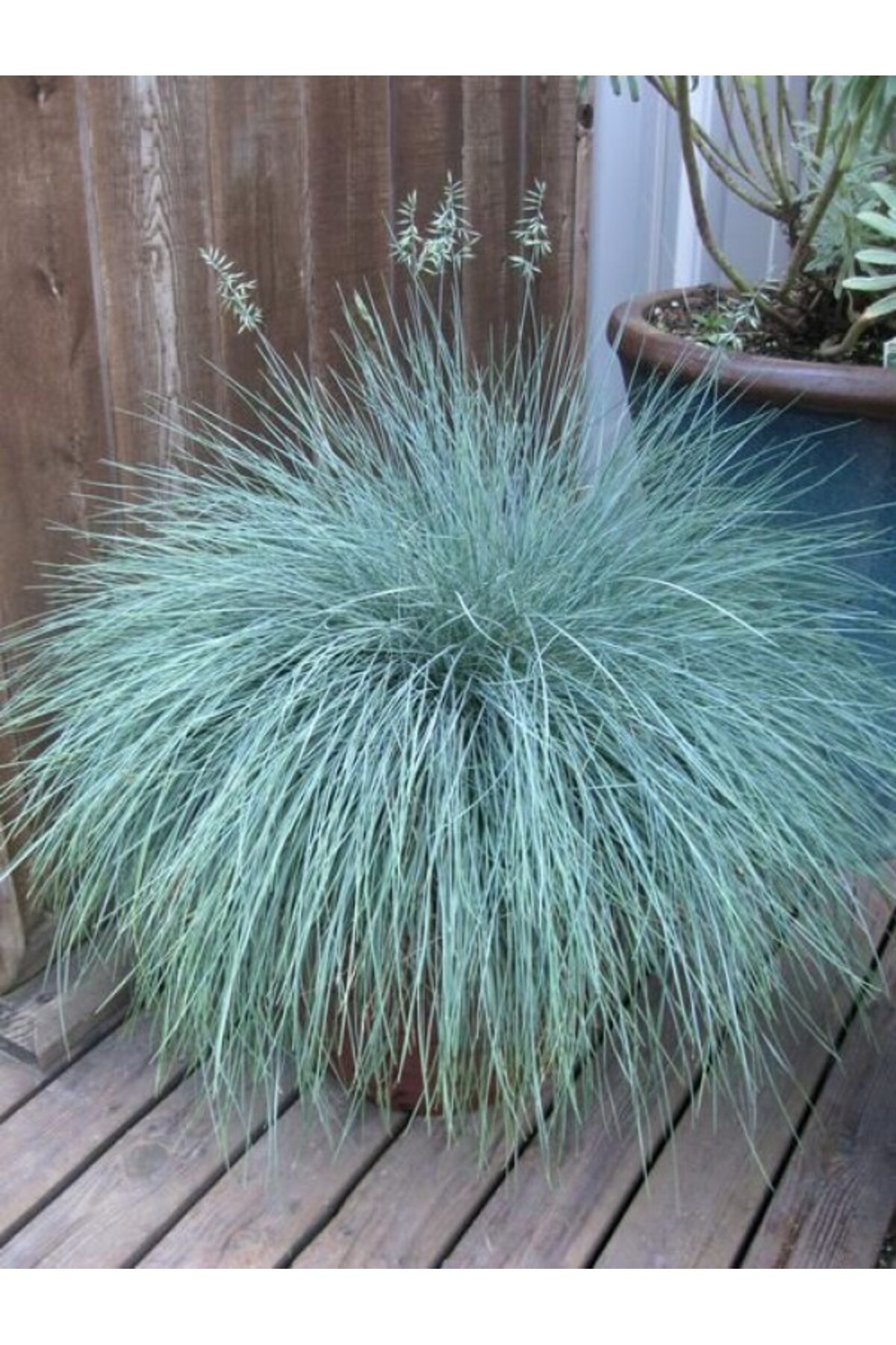 Mavi Çim-Koyun Yumağı (Festuca Glauca) Aşılı ve Saksılı Bitki