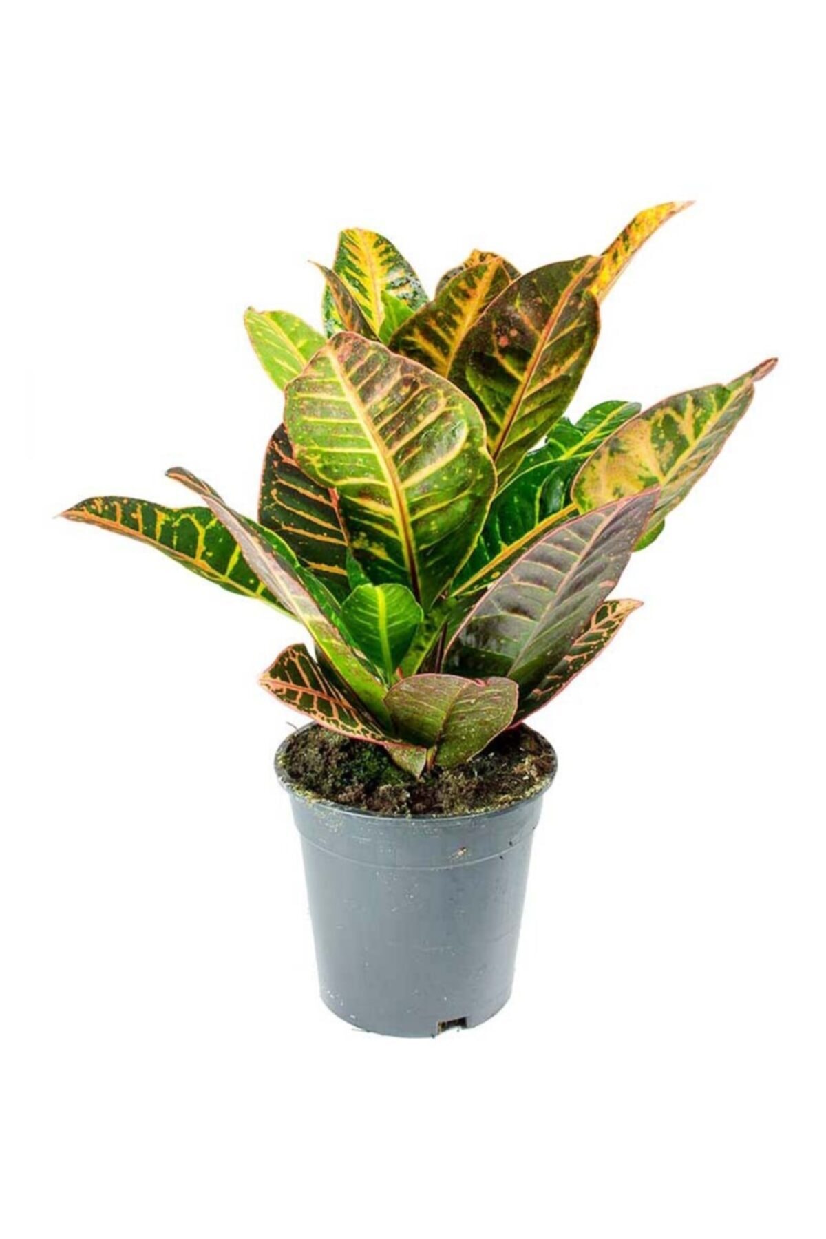 Codiaeum Petra - Kraton Flower - Home Office Living Room Indoor Plant - 40 Cm