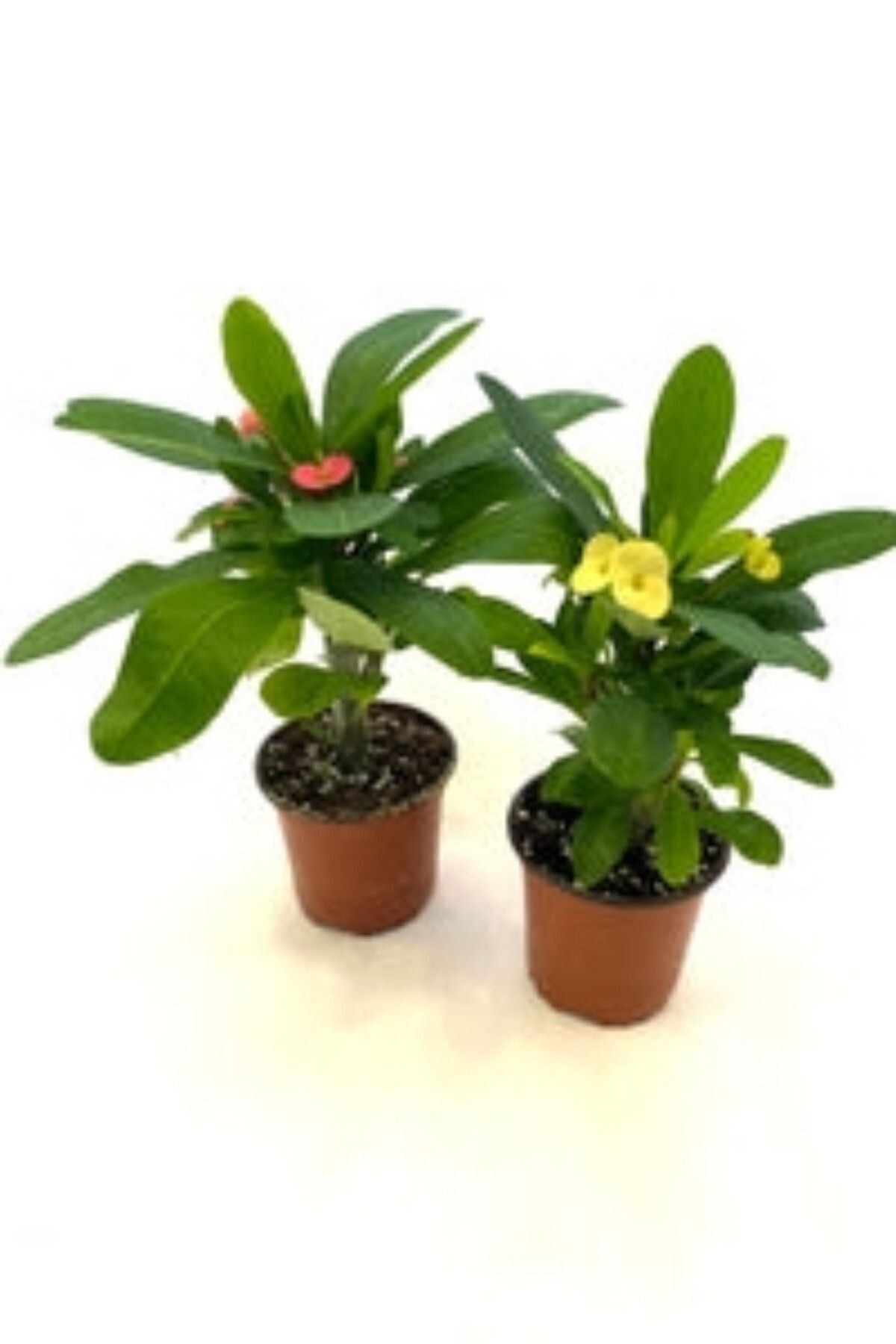 İç mekan euphorbia çiçeği pembe mini boy 5.5cm 3