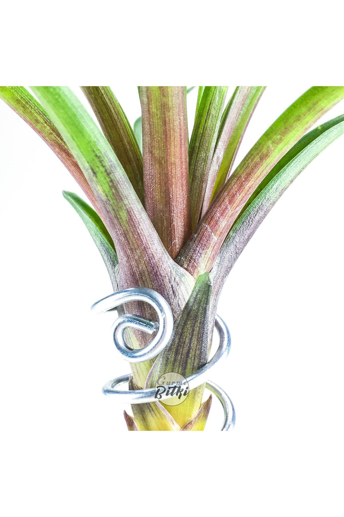 Gurme Bitki Tillandsia - Wallisia Cyanea (L) - Köksüz Hava Bitkisi