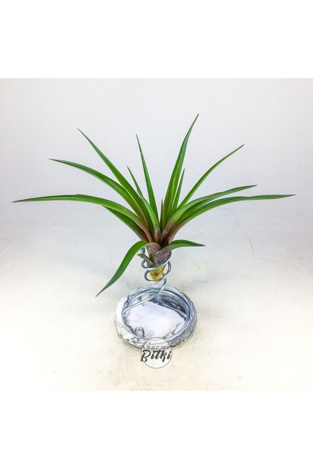 Gurme Bitki Tillandsia - Wallisia Cyanea (L) - Köksüz Hava Bitkisi