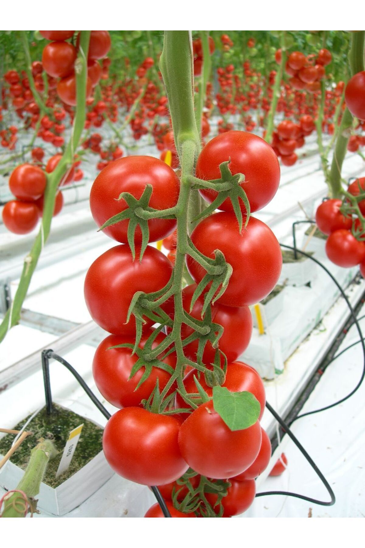 Sole Hollanda'dan Ithal Salkım Çeri(CHERRY) Domates Tohumu - 25 Tohum