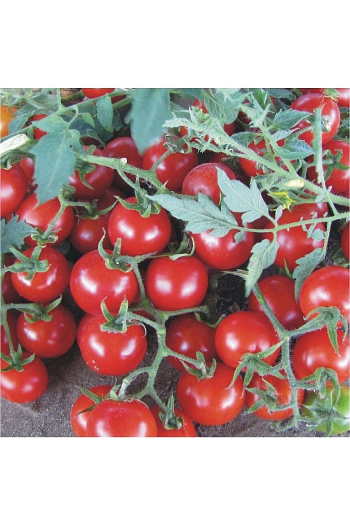 Sole Hollanda'dan Ithal Salkım Çeri(CHERRY) Domates Tohumu - 25 Tohum