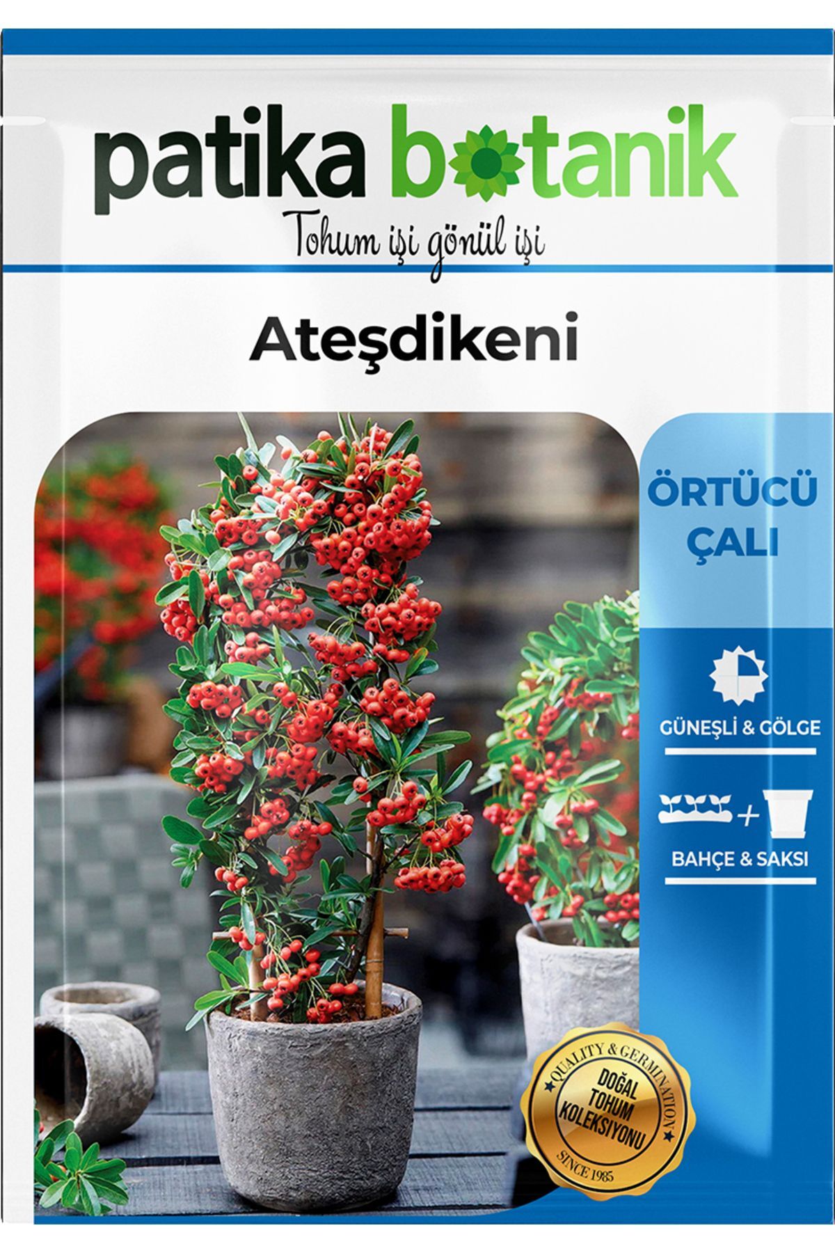 15 Adet Ateşdikeni Ağaç Tohumu 3