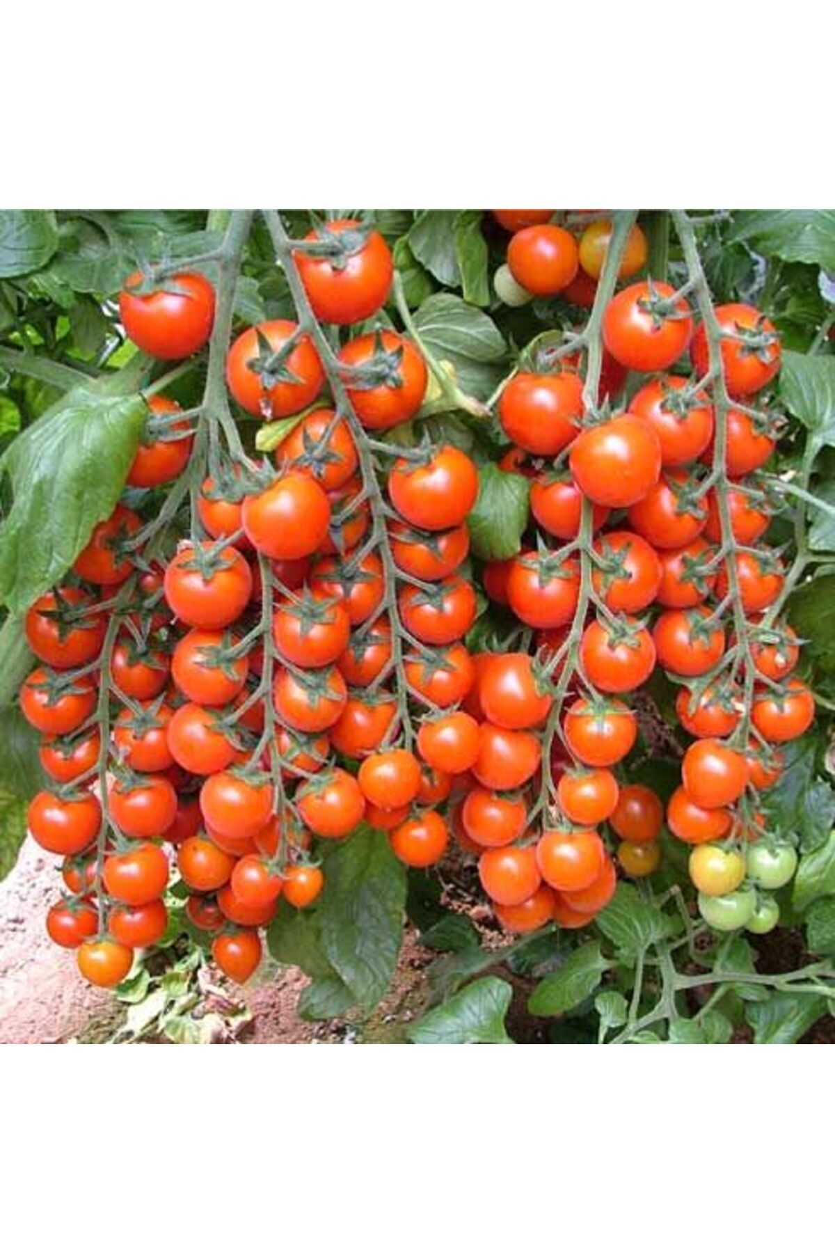 Sole Hollanda'dan Ithal Salkım Çeri(CHERRY) Domates Tohumu - 25 Tohum