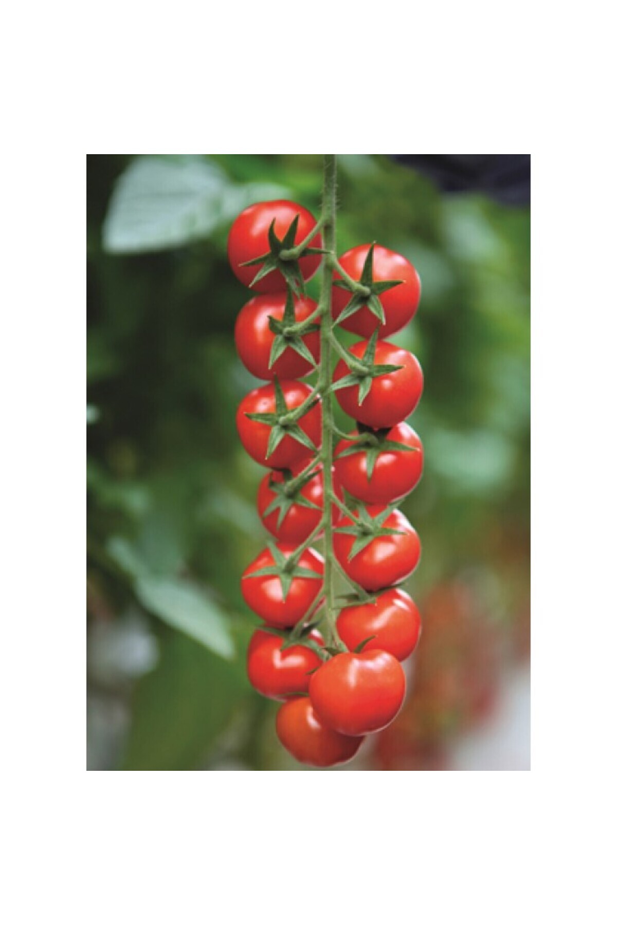 Sole Hollanda'dan Ithal Salkım Çeri(CHERRY) Domates Tohumu - 25 Tohum