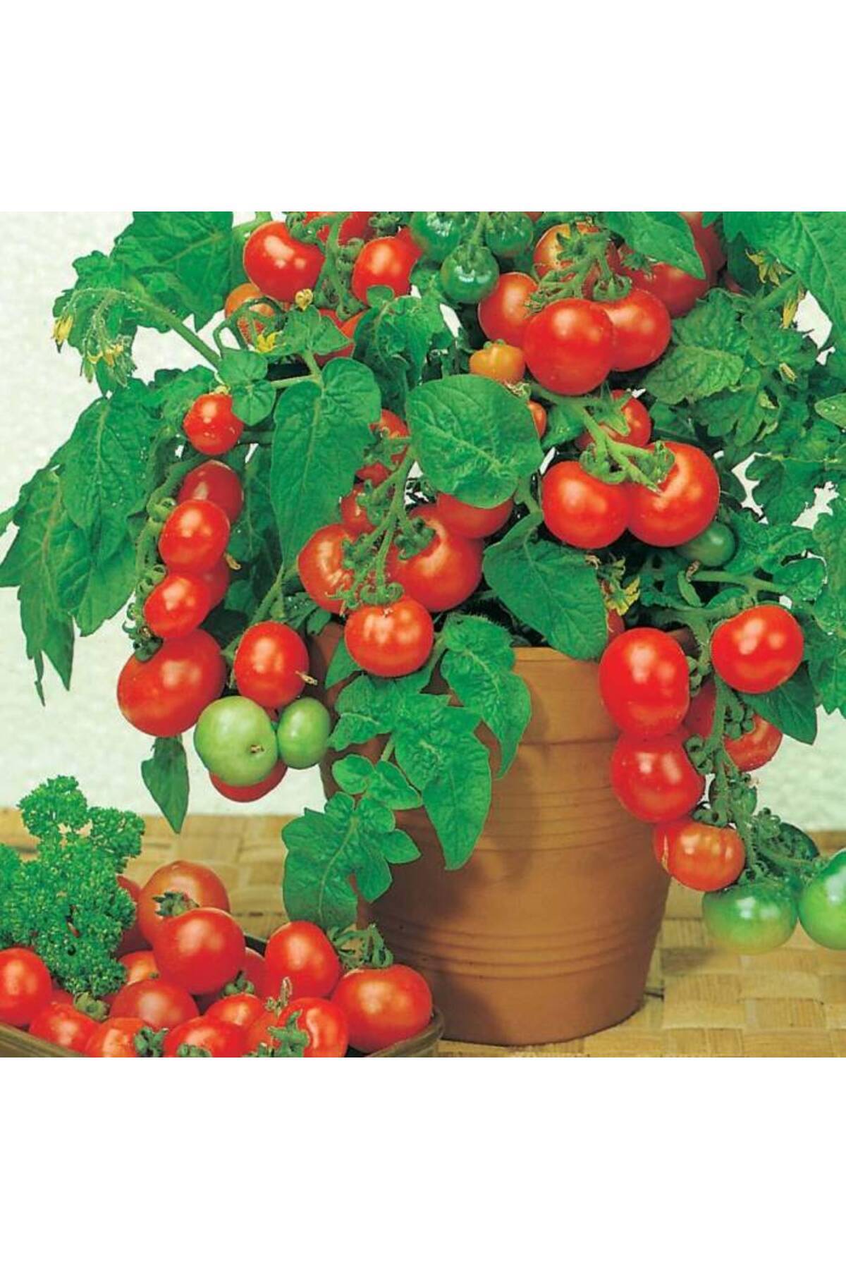 Sole Hollanda'dan Ithal Salkım Çeri(CHERRY) Domates Tohumu - 25 Tohum