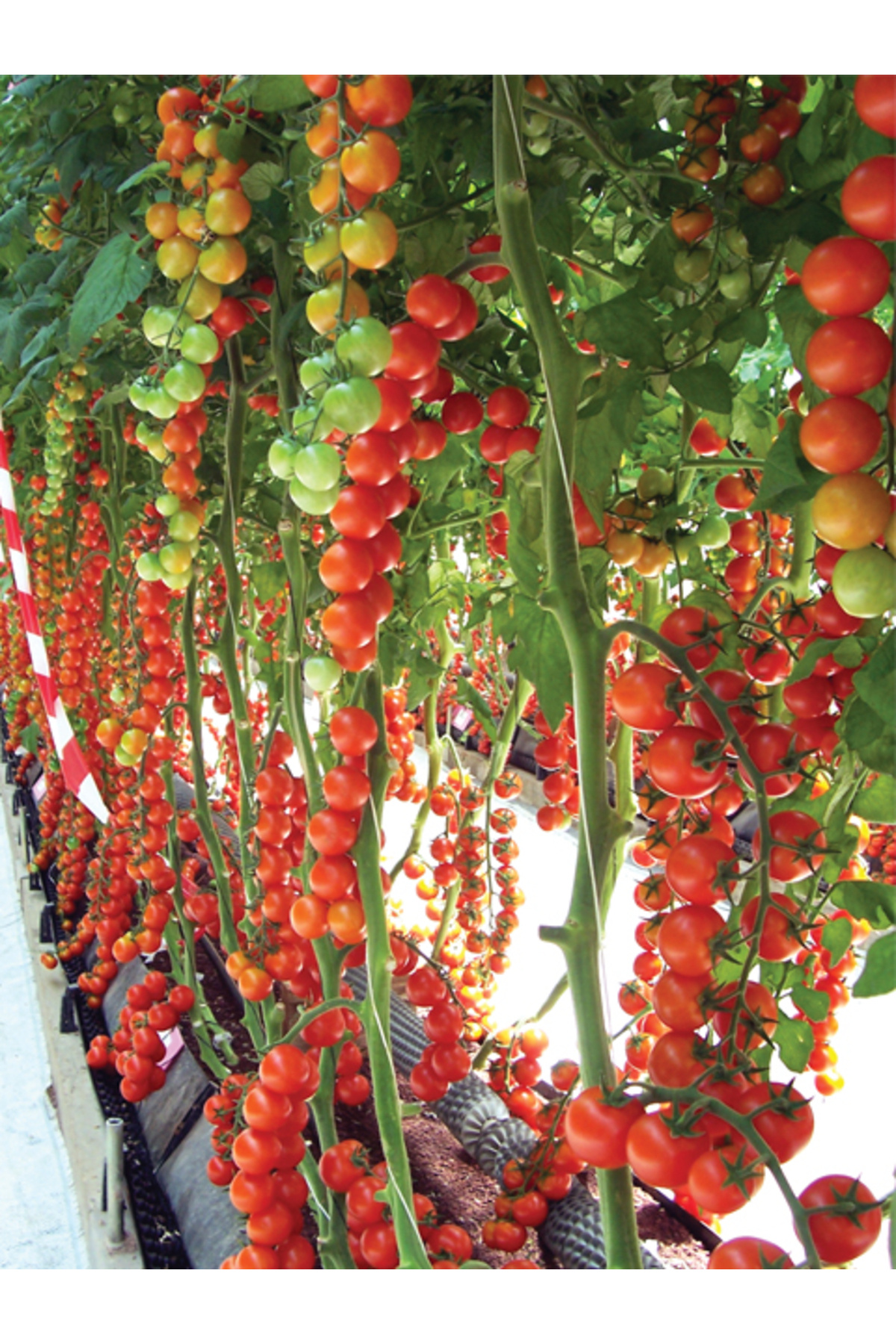 Sole Hollanda'dan Ithal Salkım Çeri(CHERRY) Domates Tohumu - 25 Tohum