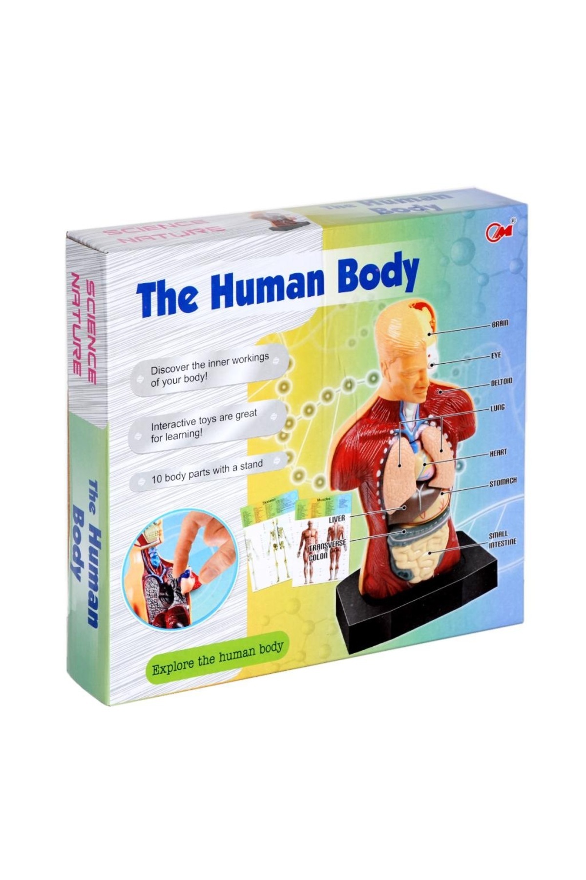 مجموعه بازی آموزشی کشف بدن انسان