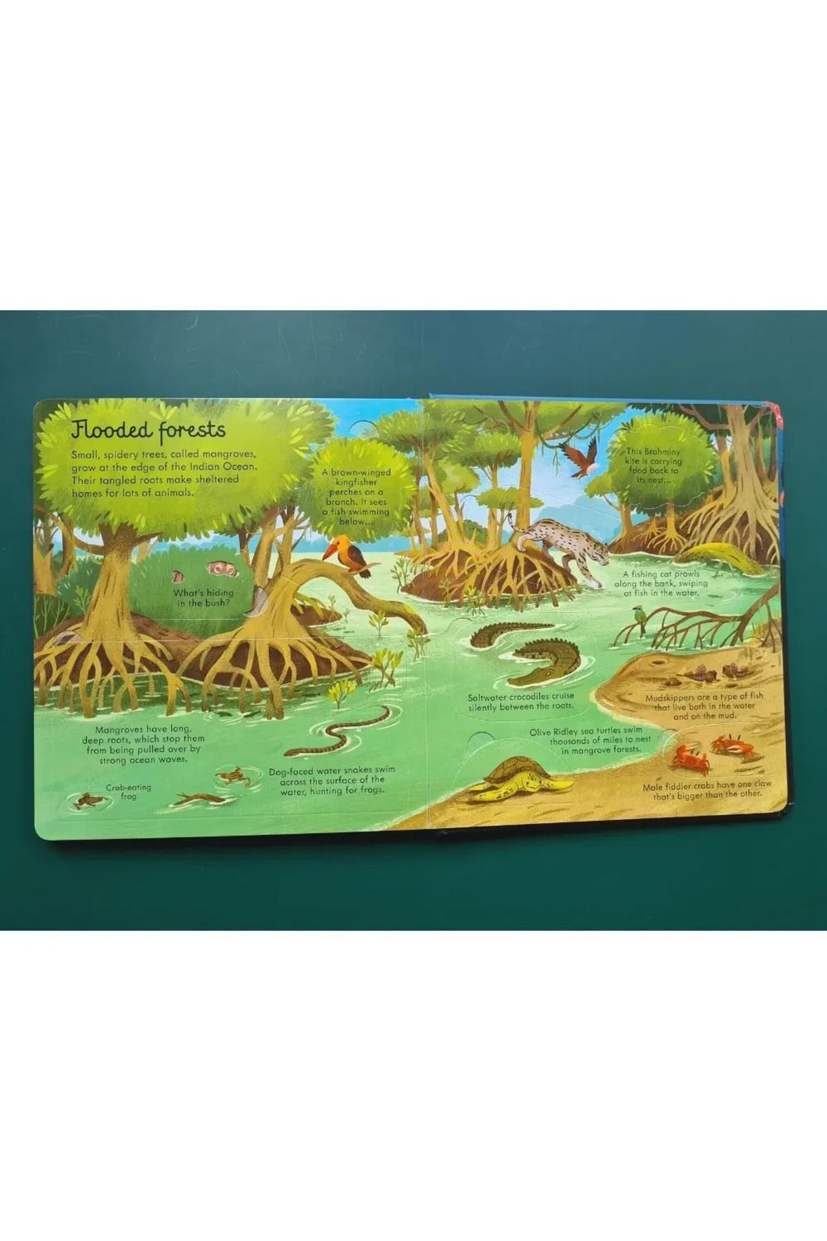 Penguin Books-Megan Cullis - Lentel Changed Seas and Oceans Board Book 7