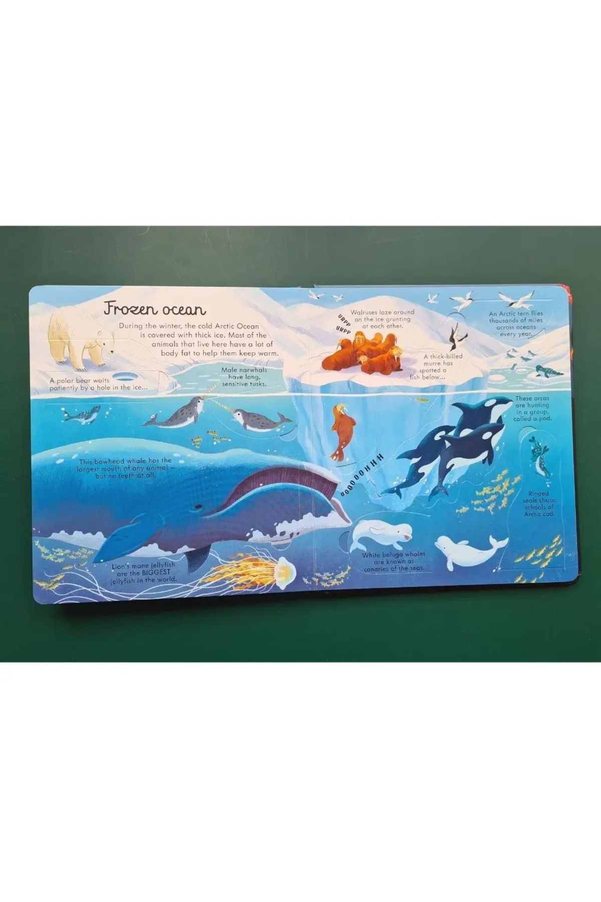 Penguin Books-Megan Cullis - Lentel Changed Seas and Oceans Board Book 6