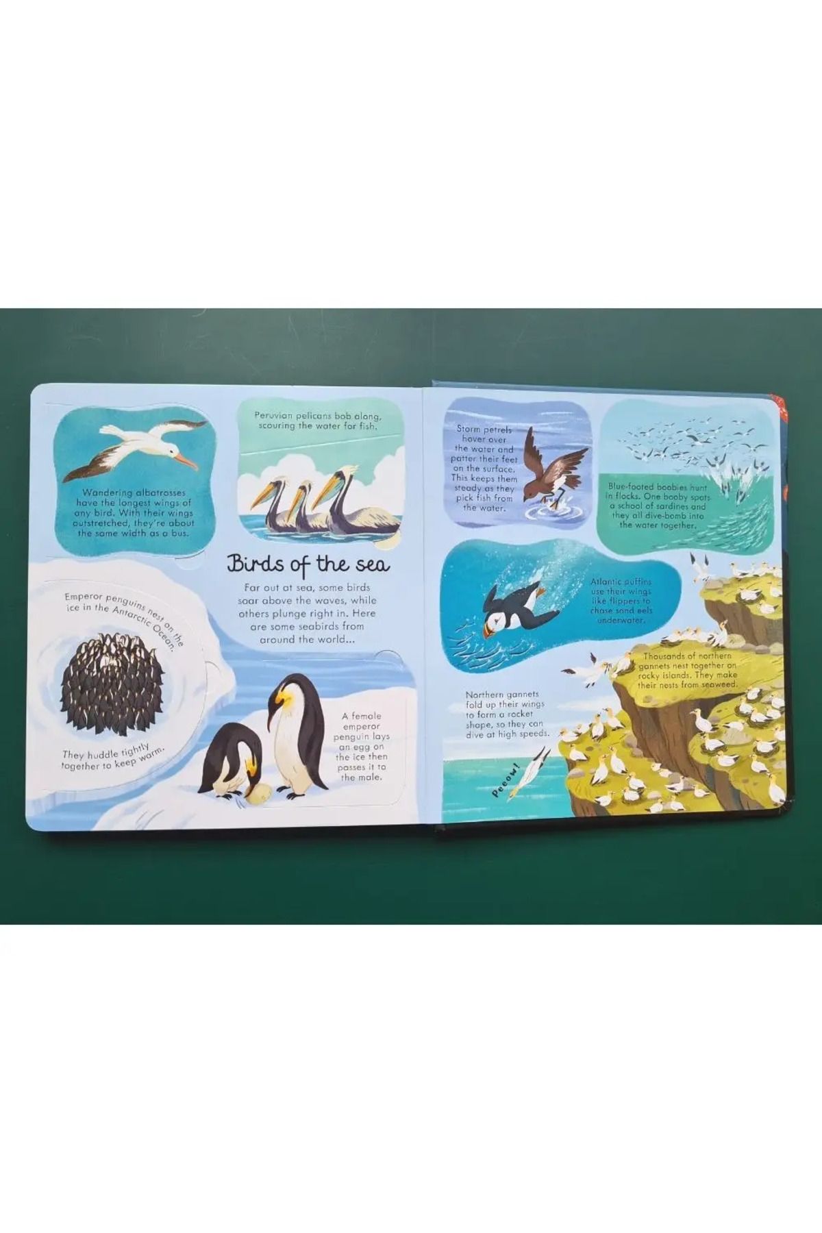 Penguin Books-Megan Cullis - Lentel Changed Seas and Oceans Board Book 8