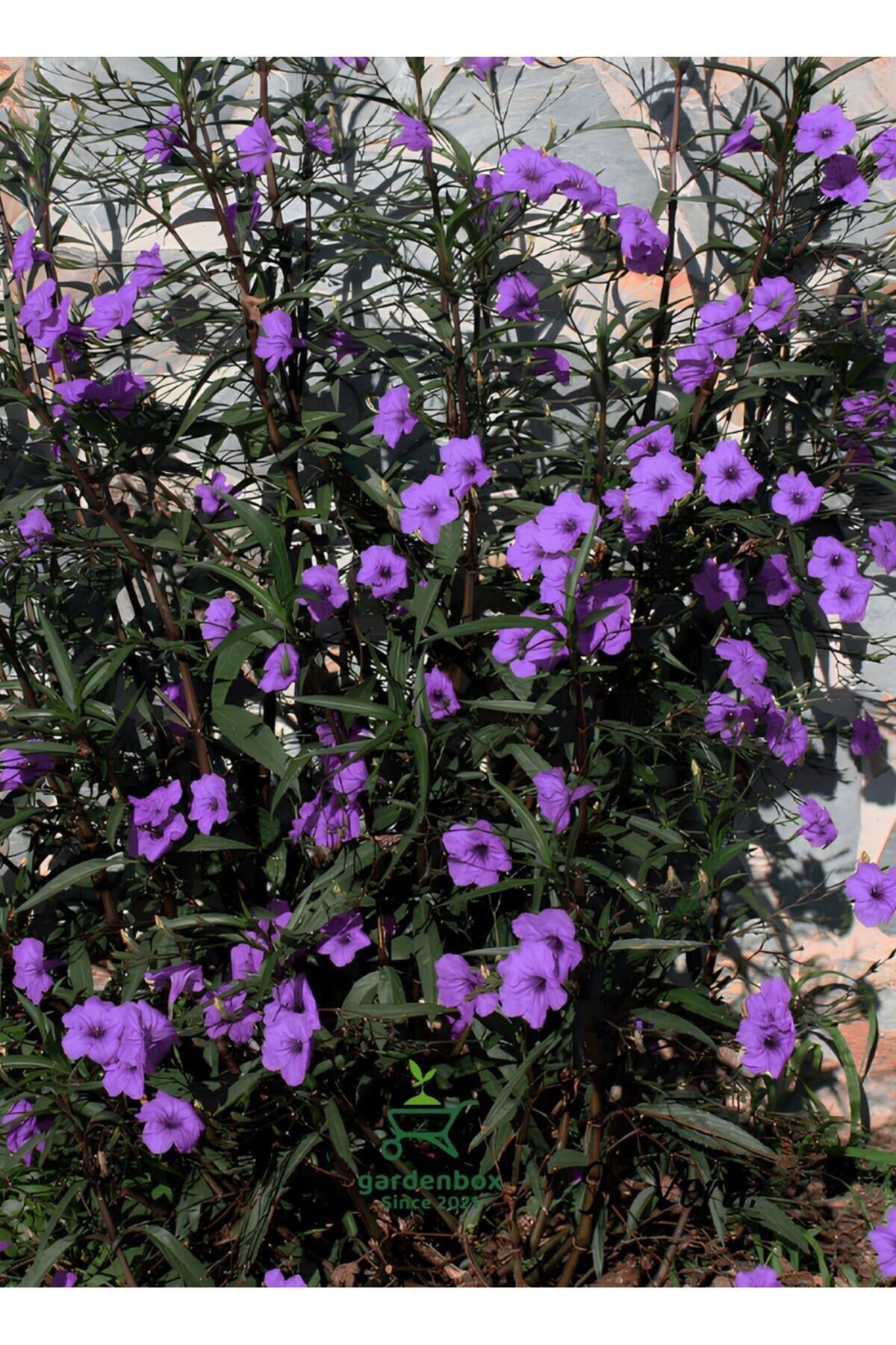 Flowering Hedge Plant Mexican Petunia Ruelia 1 Potted 30-50Cm