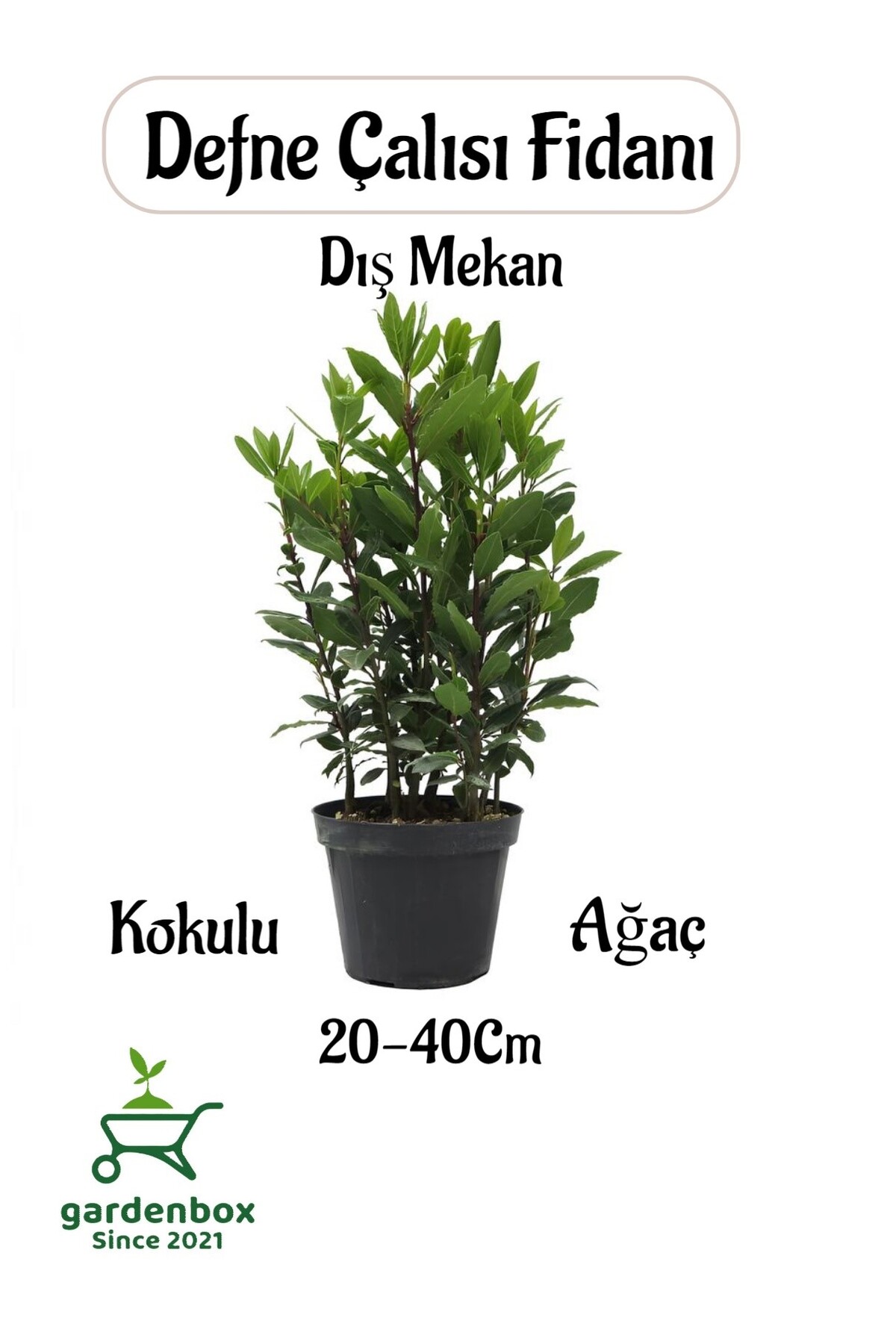Laurel Bush Seedling Laurus nobilis 1 Potted Outdoor Plant