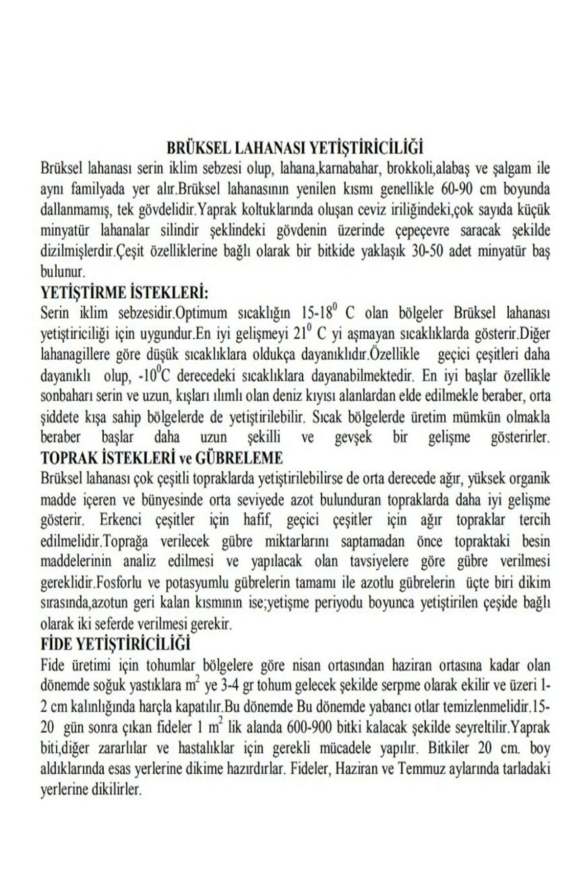 Doğal Minik Brüksel Lahanası 150 Adet Sebze Tohumu 2
