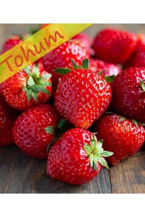 ALPAGRO MONDE Hobi Paket Yerli Çilek Yediveren Tohum 30 Adet