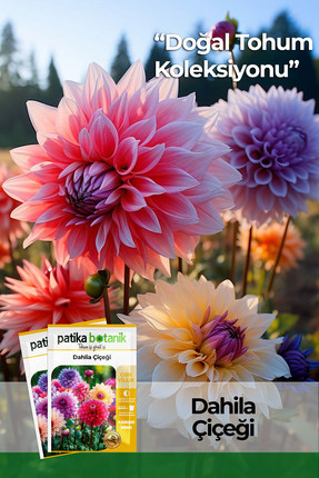 Patika Botanik 30 Adet Dahlia (Yıldız) Çiçek Tohumu (Dahlia Pinnata)