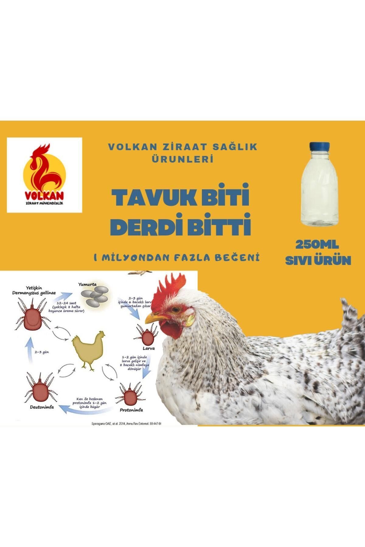 Levrek avı teknikleri (Horoz tüylü Streamer) Levrek avı teknikleri (Horoz tüylü Streamer)