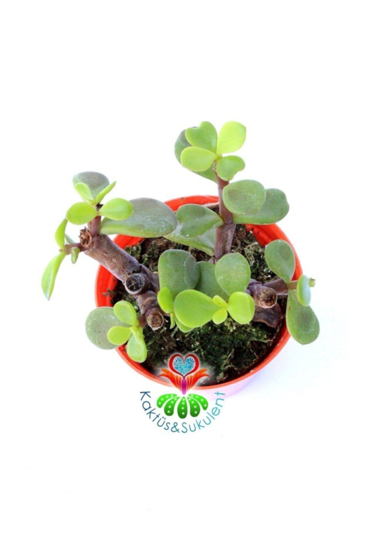 Carbon Temizleyici Bonsai, Portulacaria Afra- Minik Yeşil Yapraklı-bonsai-yeşim Ağacı-5,5 Cm Saksı 2