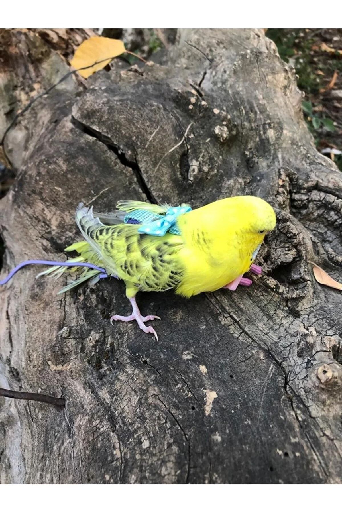 Glory-Yellow / Purple / Blue / Water Green Bow Budgie - Training and Travel Collar 4