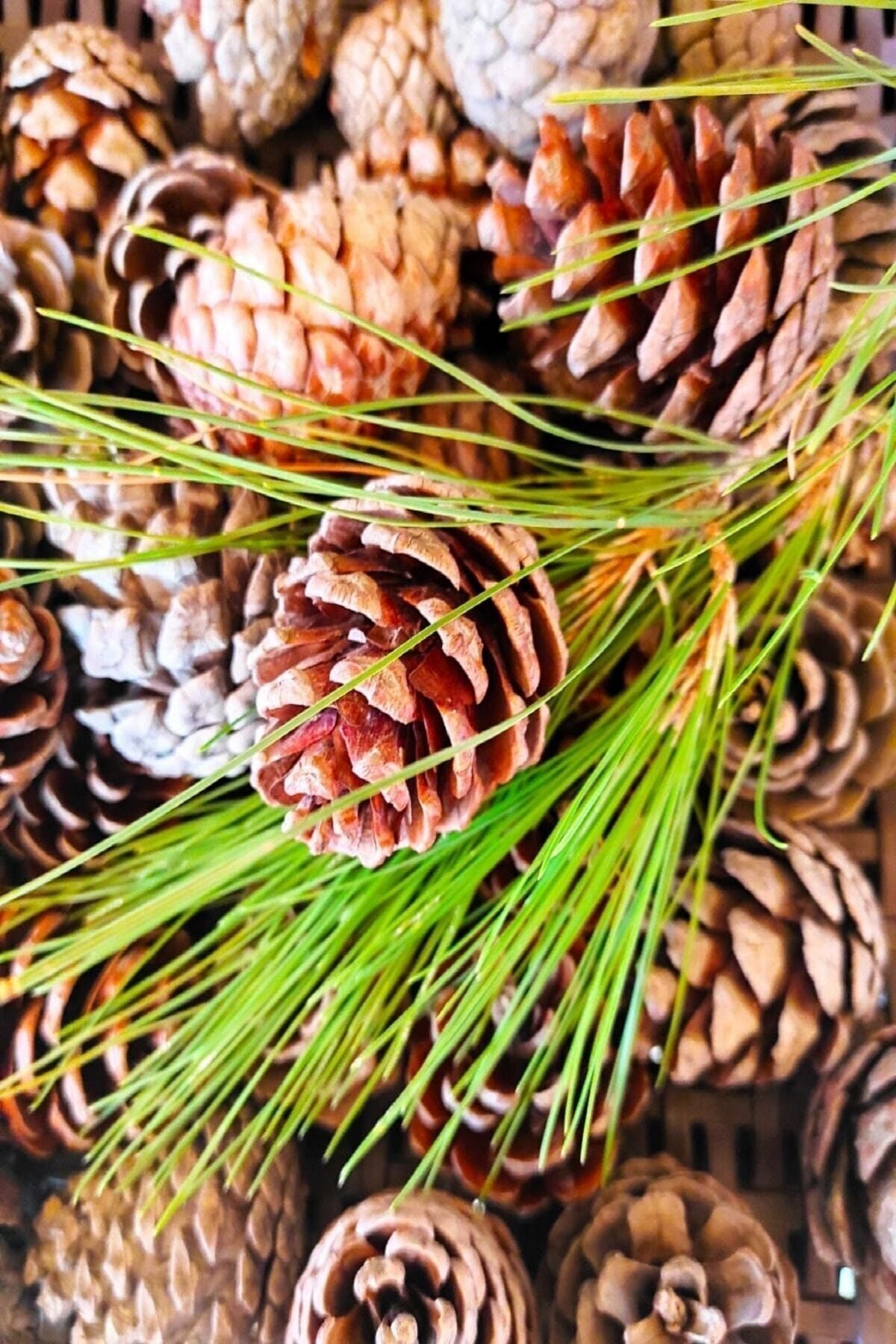 Pine Cone Quality Selected 15 Natural Pine Natural Decorative Ornament Cone