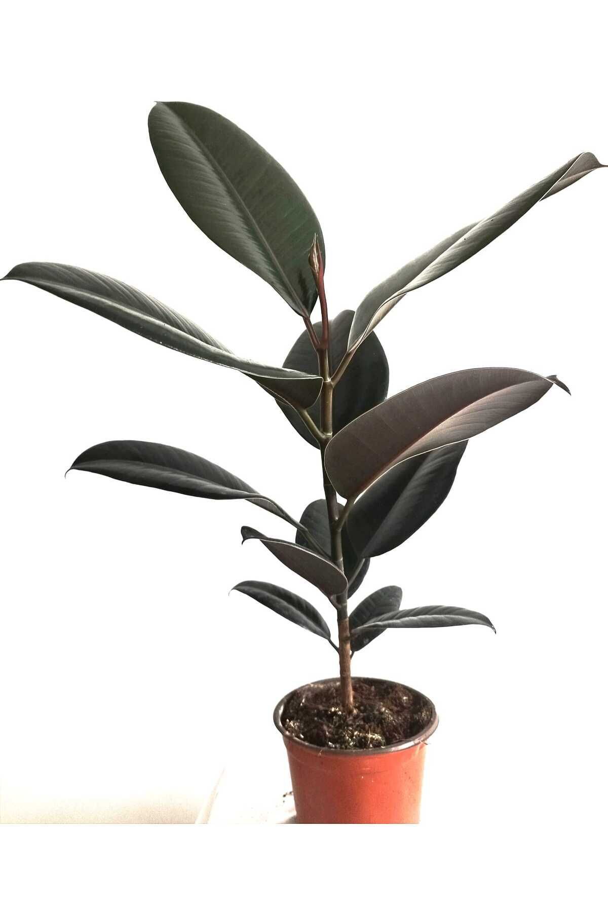 Rubber Plant 40 60 Cm Home Plant Office Plant Living Room Plant Indoor Plant