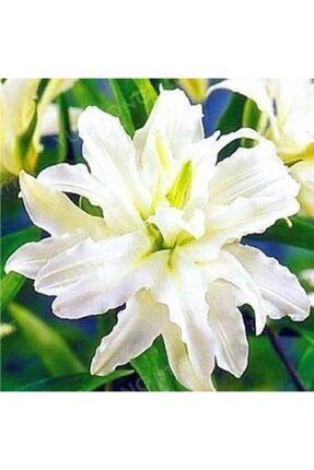 3 Adet Karmetli Beyaz Zambak 8lilyum) Çiçeği Soğanı 6778