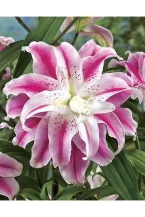 3 Adet Kaatmerli Pembe Beyaz Zambak Lilyum Çiçeği Soğanı 946532