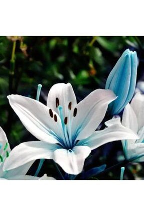 3 Adet Mavi Beyaz Zambak Lilyum Çiçeği Soğanı 56779