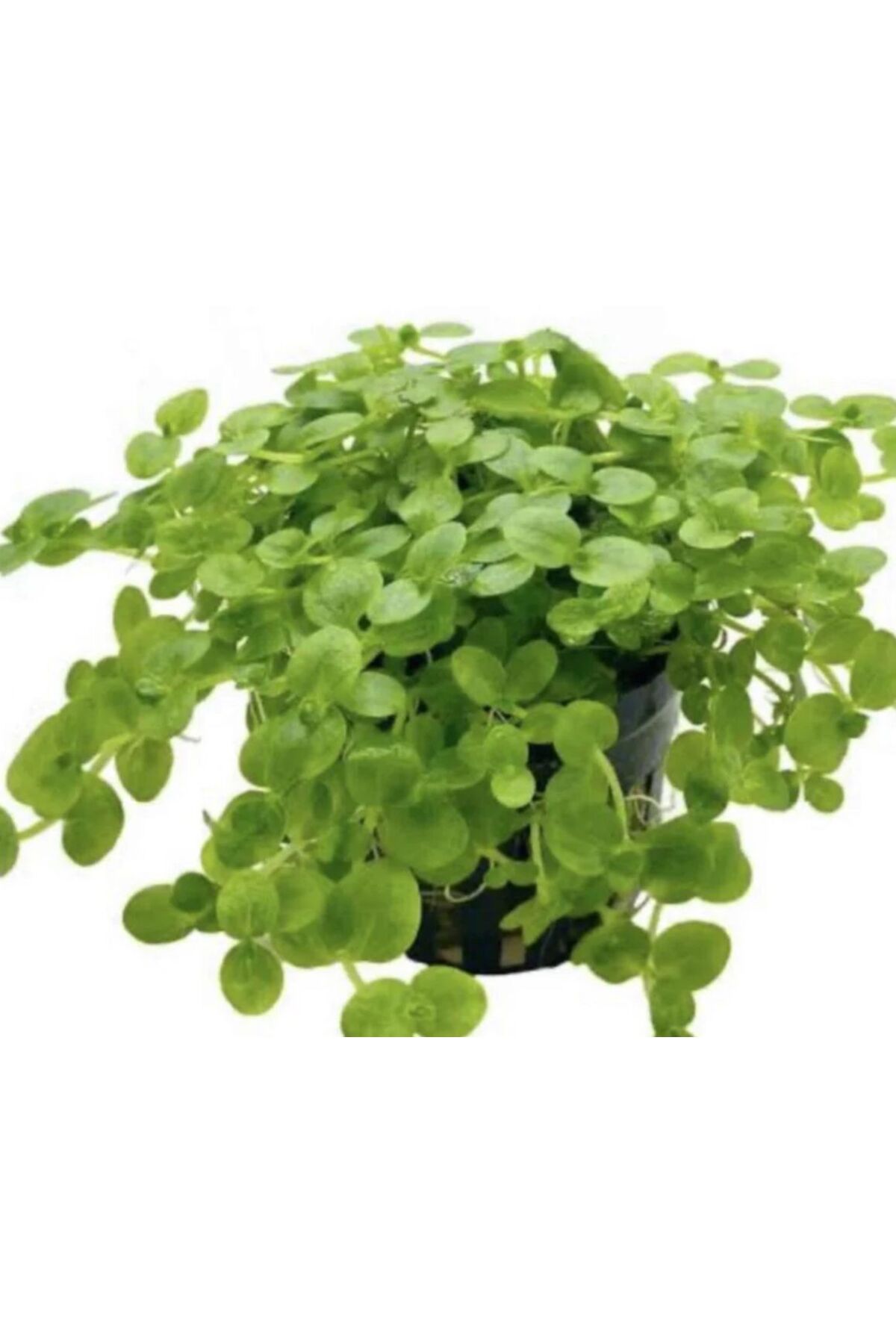 Koi Botanik Bacopa Australis