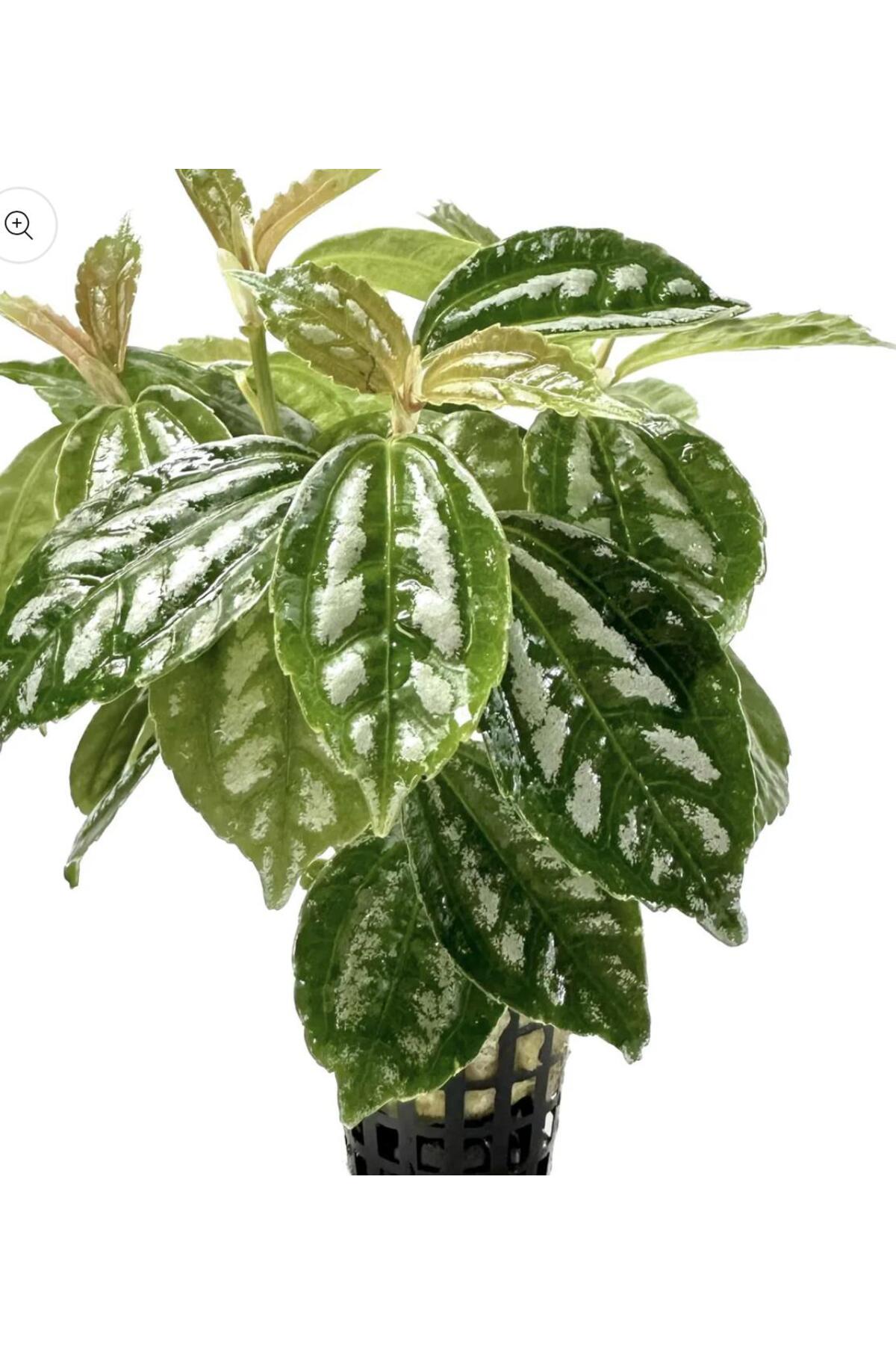 Koi Botanik Özden Aquatics 1 Saksı Pelia Cadirei Nana Canlı Akvaryum ve Paludarium Bitkisi