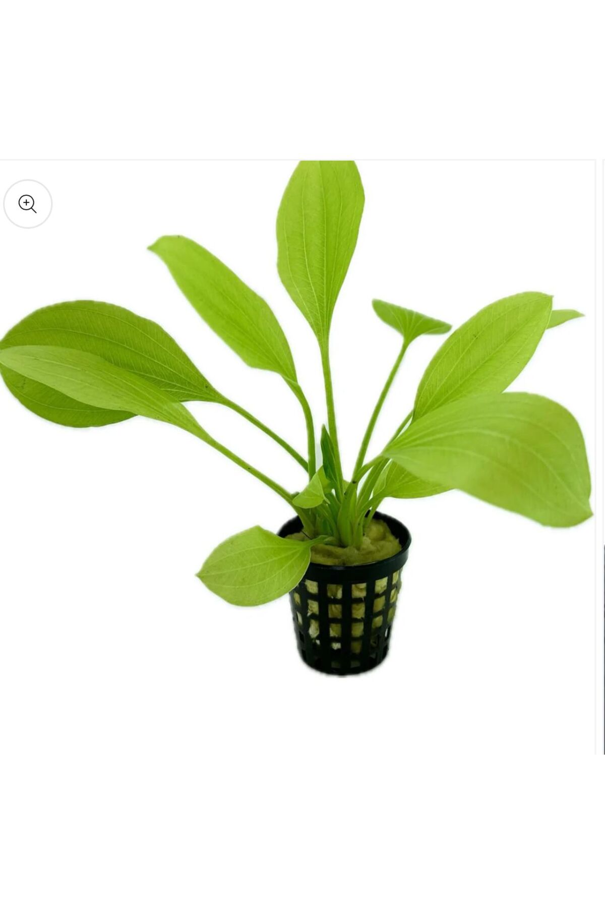 Koi Botanik Echinodorus Bleheri 1 Saksı Canlı Akvaryum Bitkisi