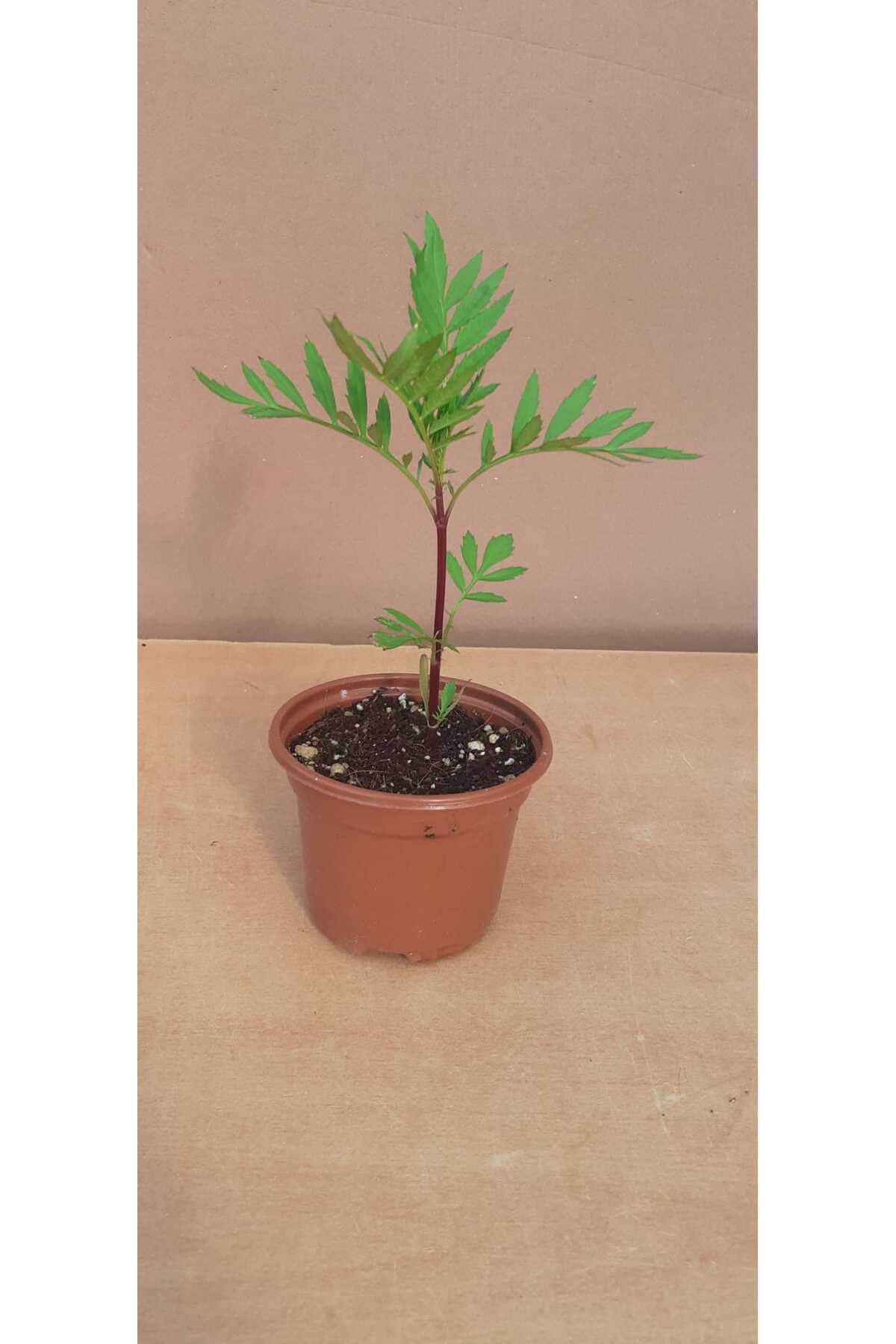 Kadife Çiçeği 8 Cm Saksıda