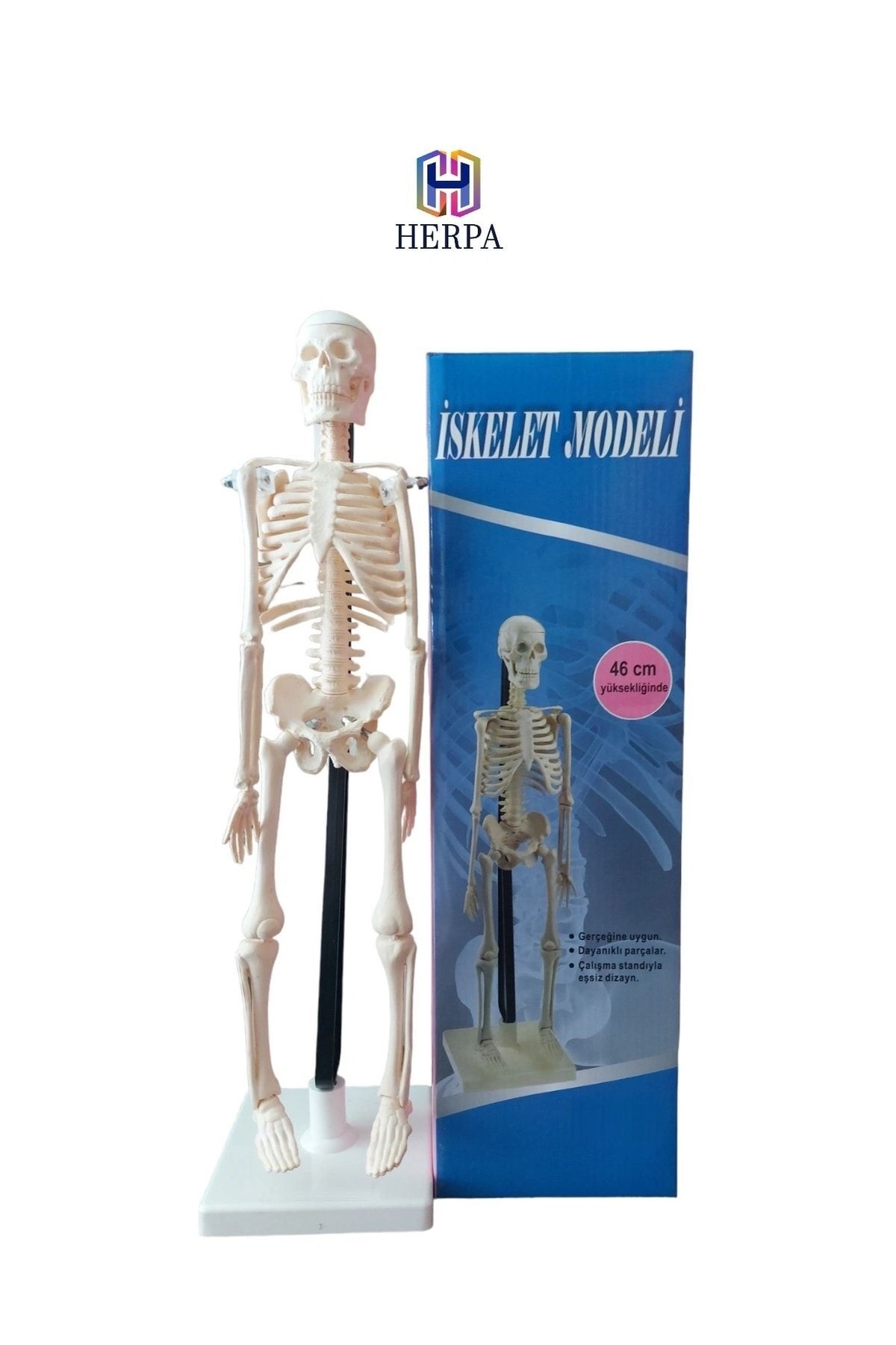 herpatoys-insan-iskeleti-modeli-46-cm-fiyat-yorumlar-trendyol