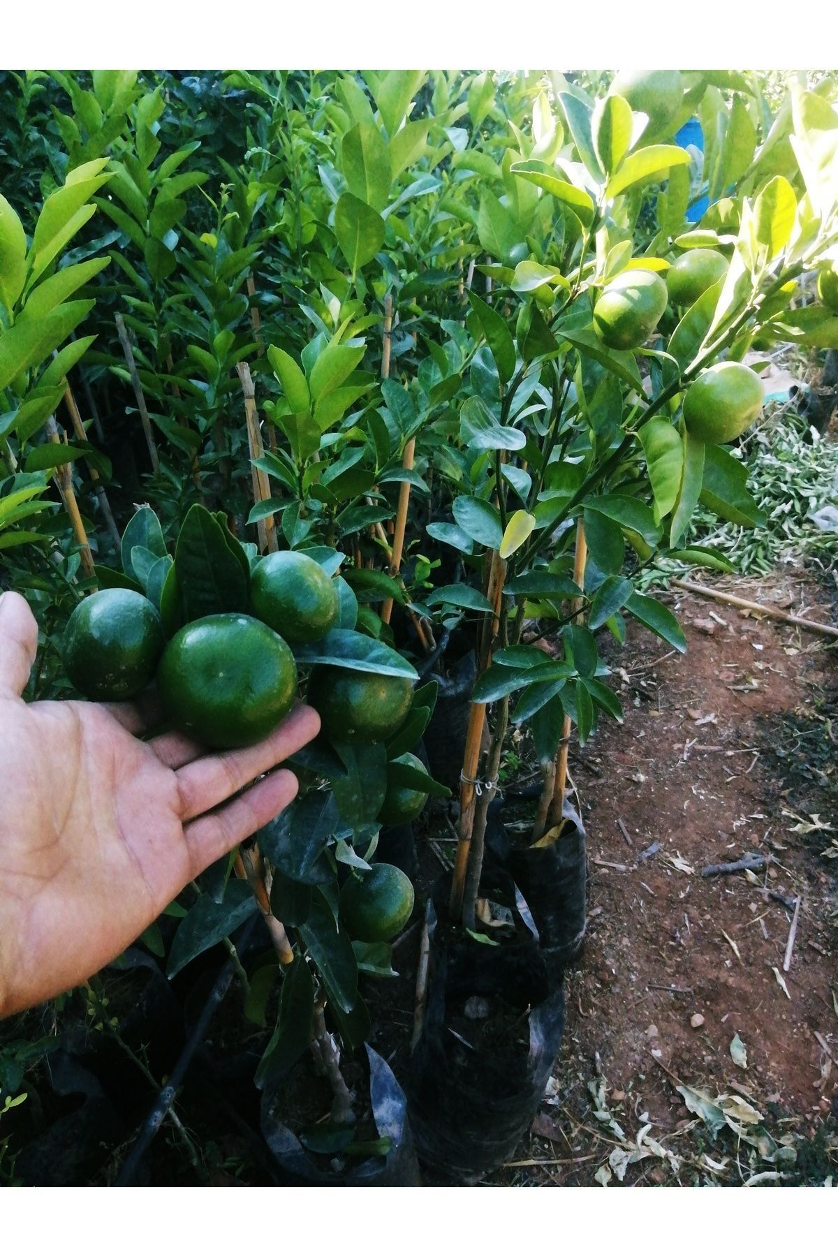 Akdeniz Fidan Mandalina Ağacı Fidanı Aşılı Gür Yaprak ve Dallı Mis Kokulu