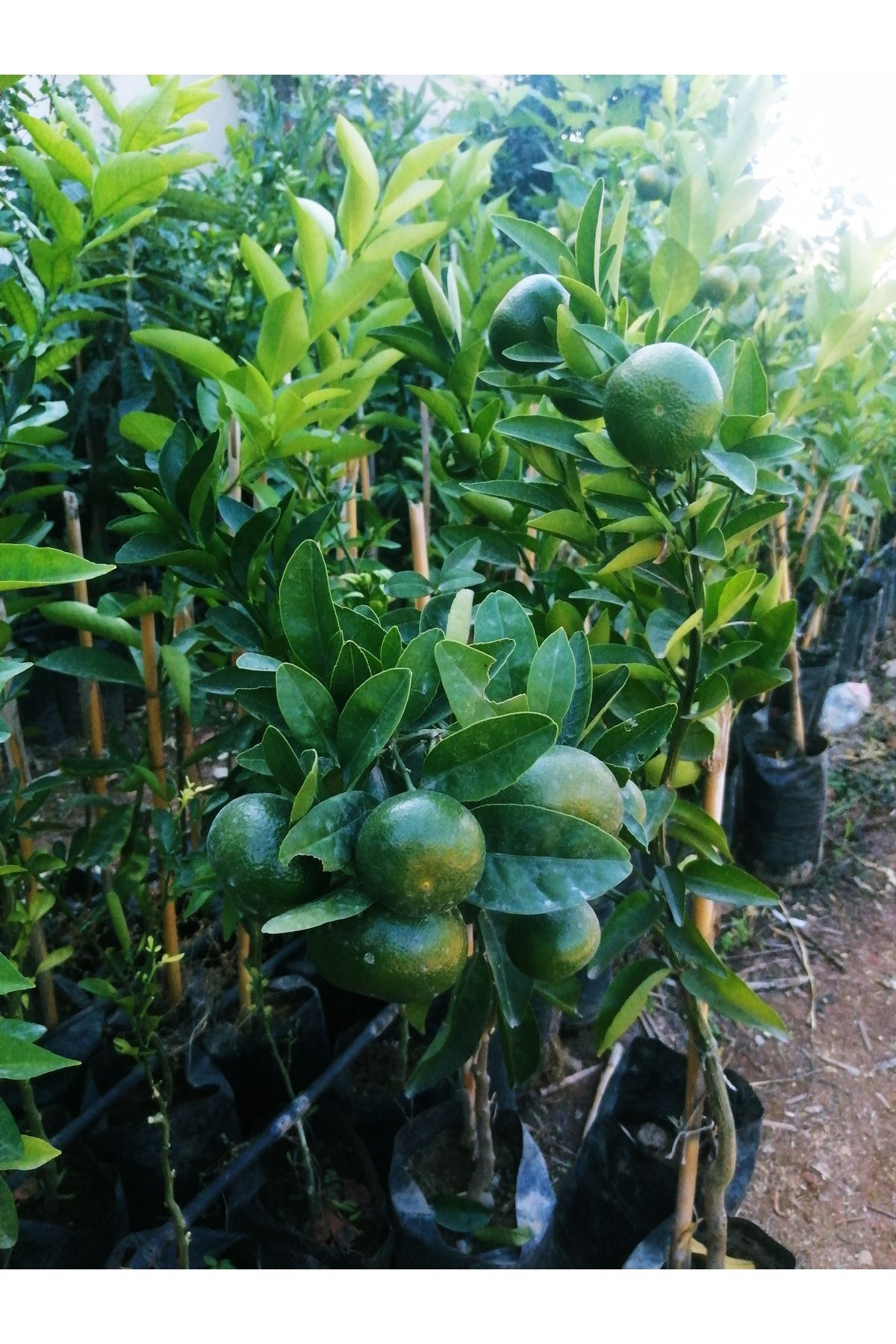 Akdeniz Fidan Mandalina Ağacı Fidanı Aşılı Gür Yaprak ve Dallı Mis Kokulu