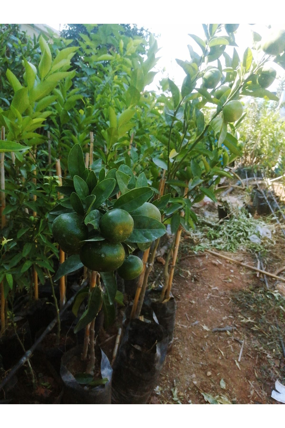Akdeniz Fidan Mandalina Ağacı Fidanı Aşılı Gür Yaprak ve Dallı Mis Kokulu