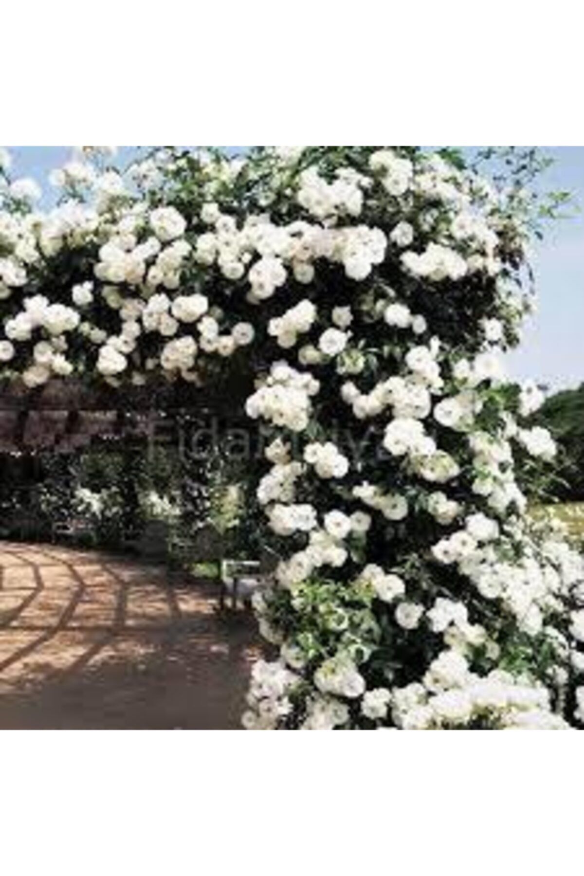 GARDENYA TOHUMCULUK 10 Adet Beyaz Renkli Yediveren Kokulu Sarmaşık Gül Tohumu
