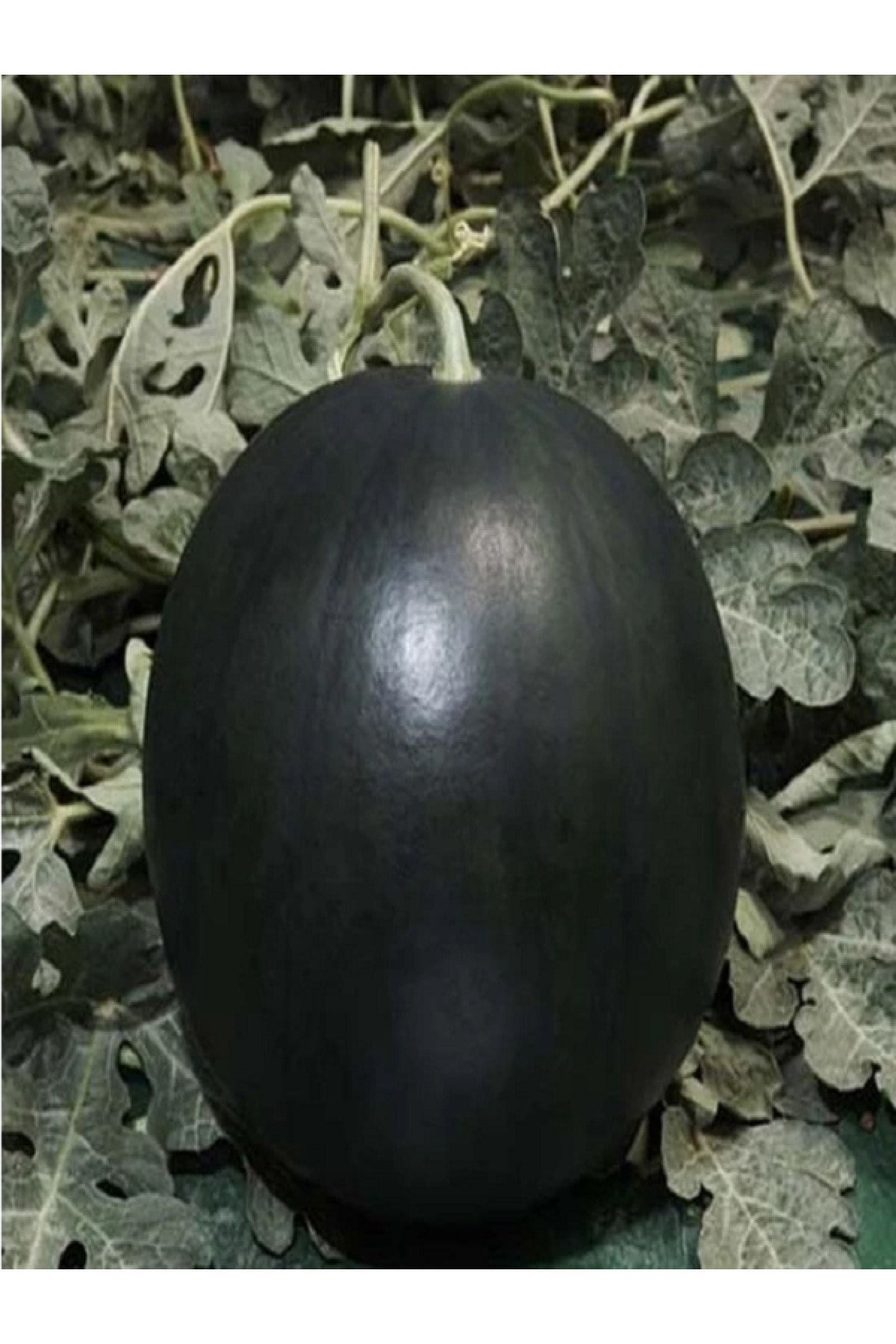 Siyah Karpuz Tohumu