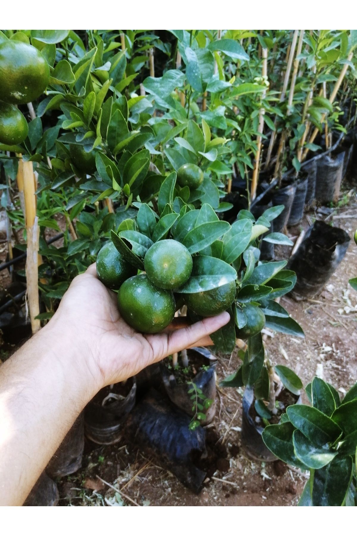 Akdeniz Fidan Mandalina Ağacı Fidanı Aşılı Gür Yaprak ve Dallı Mis Kokulu