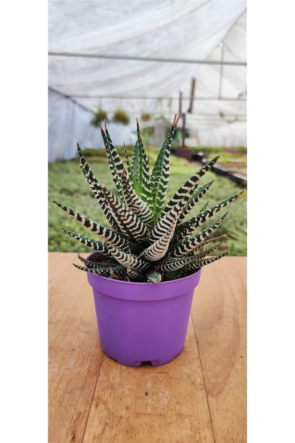 Haworthia Fasciata Alba