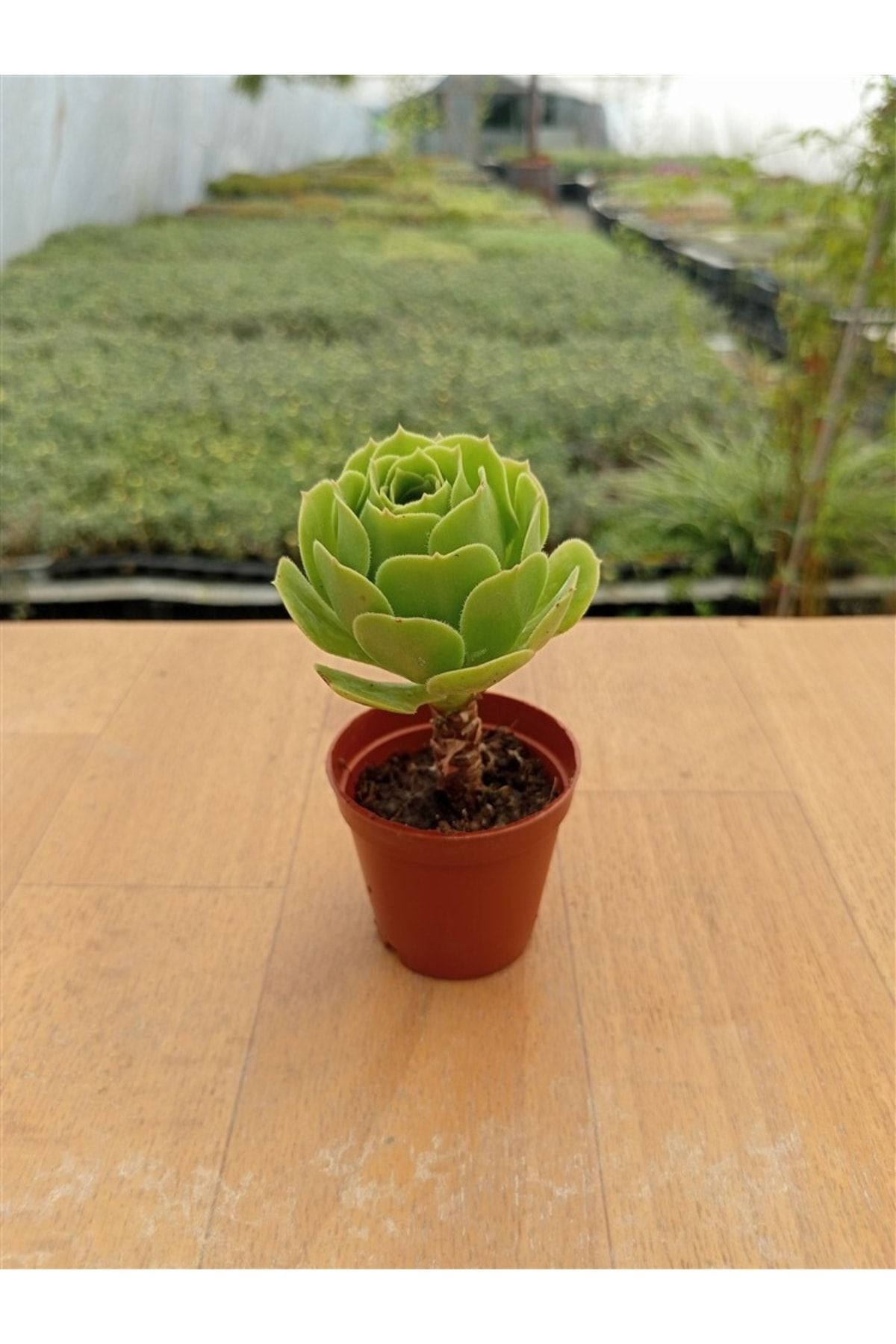 Aeonium Arboreum ( 5,5 Cm ) 2