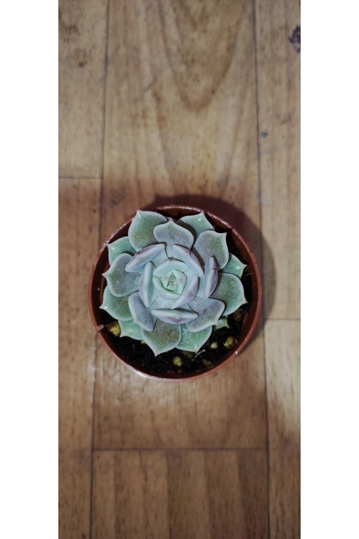 Ravza Çiçekçilik Echeveria Lola Succulent ( Yaprak Ucu Pembeleşen Sukulent ) Dolgun Ve Formlu