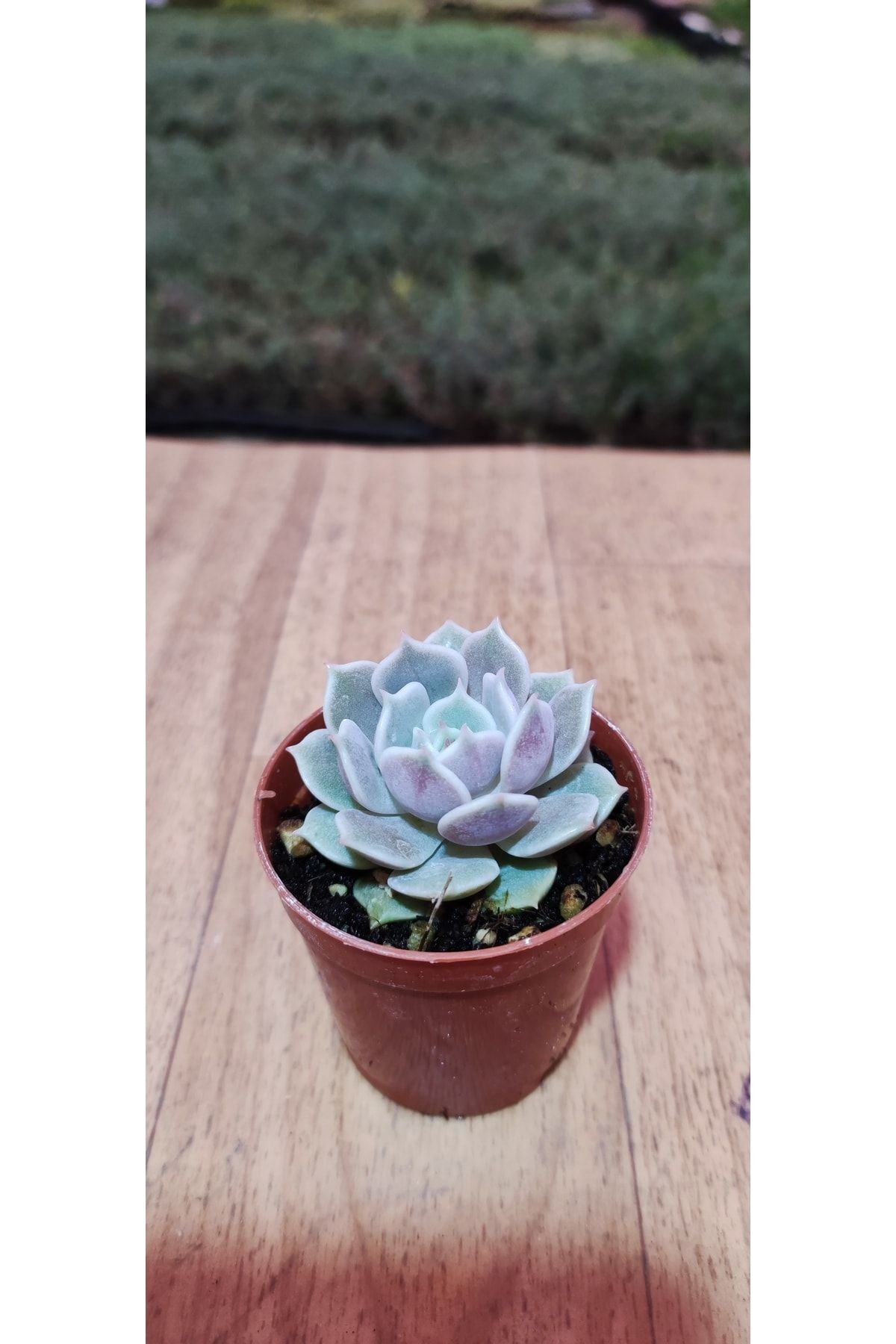 Ravza Çiçekçilik Echeveria Lola Succulent ( Yaprak Ucu Pembeleşen Sukulent ) Dolgun Ve Formlu